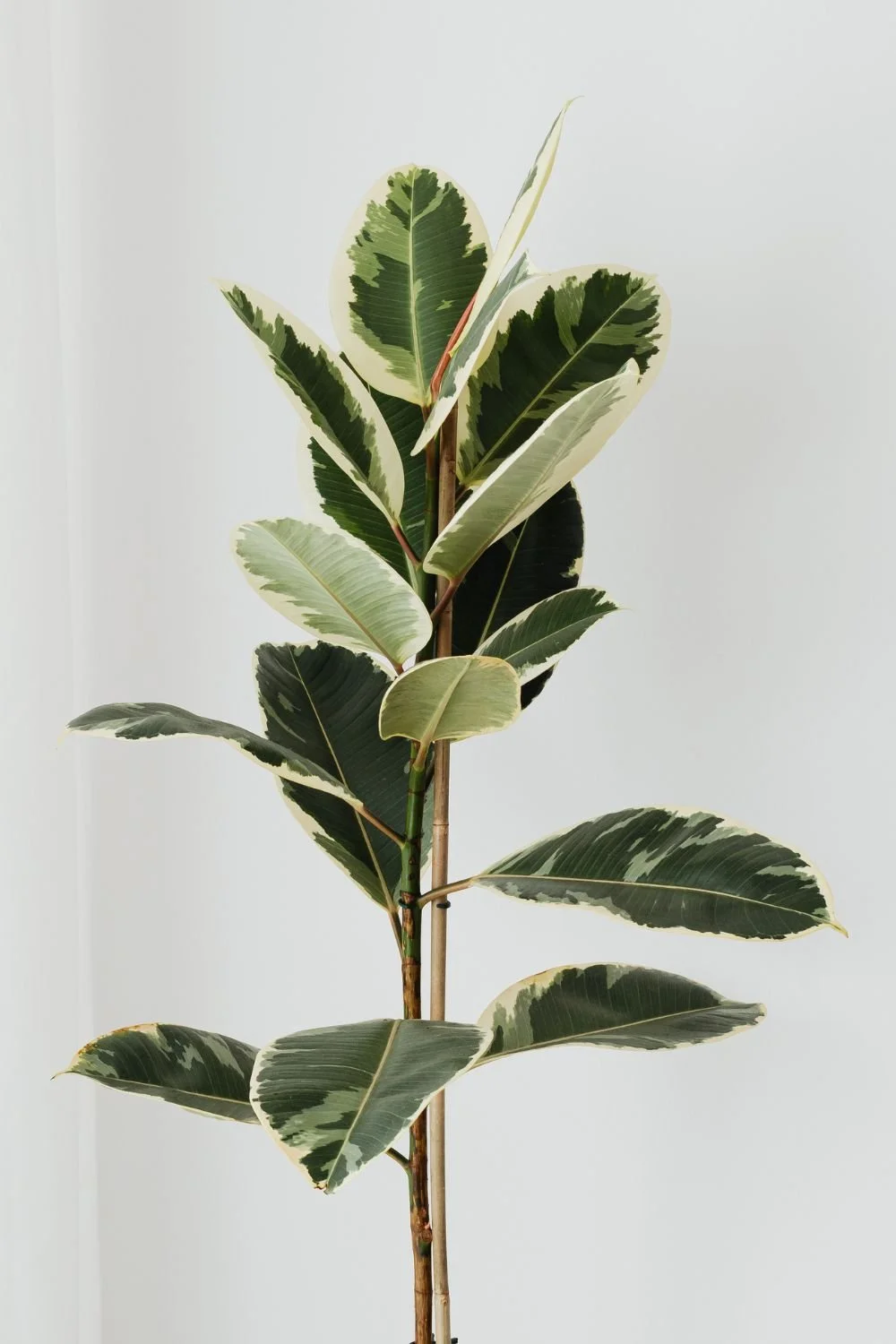 A potted variegated rubber plant with large green and cream-colored leaves against a plain white background.