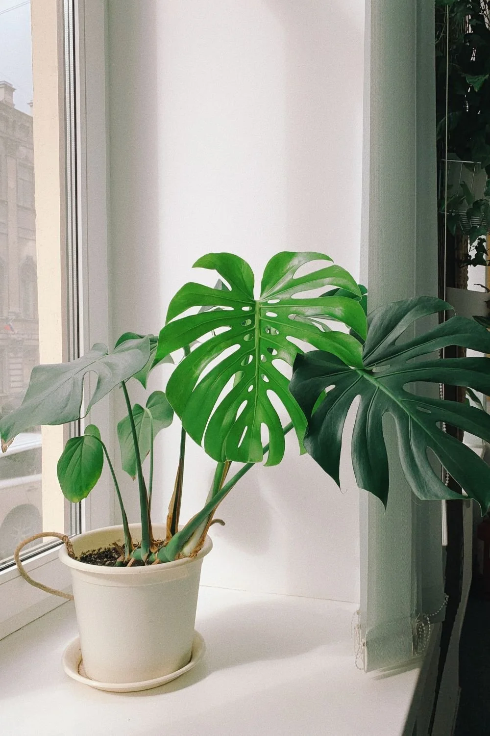 Indoor potted monstera and philodendron plants on a white windowsill