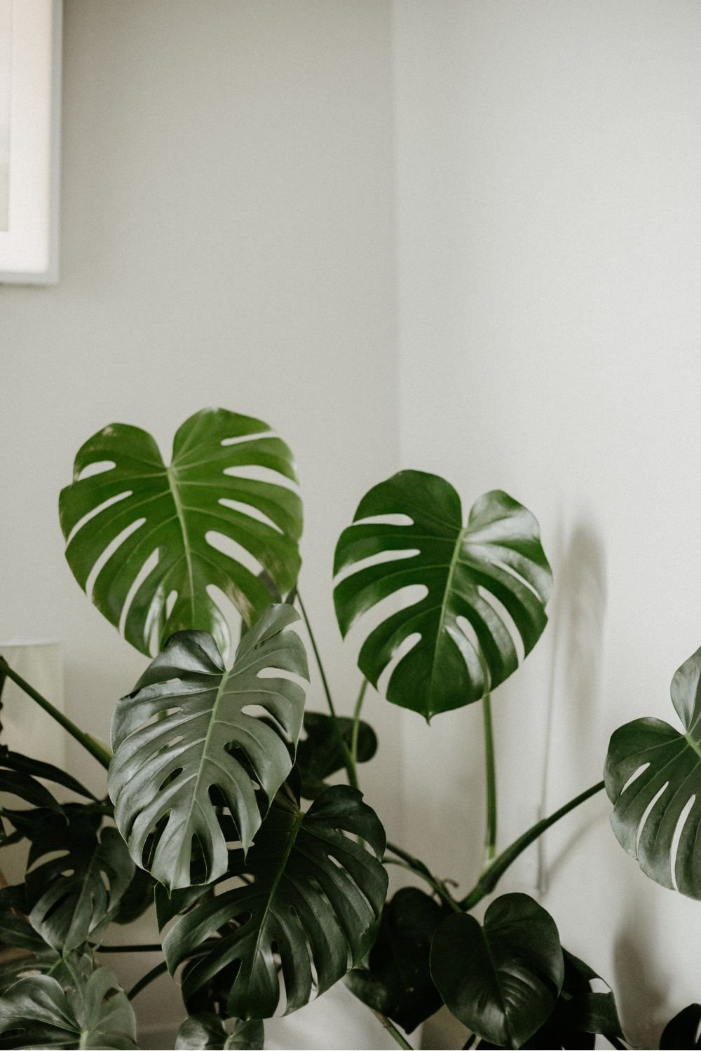 Indoor monstera plant with large green split leaves against a plain wall.