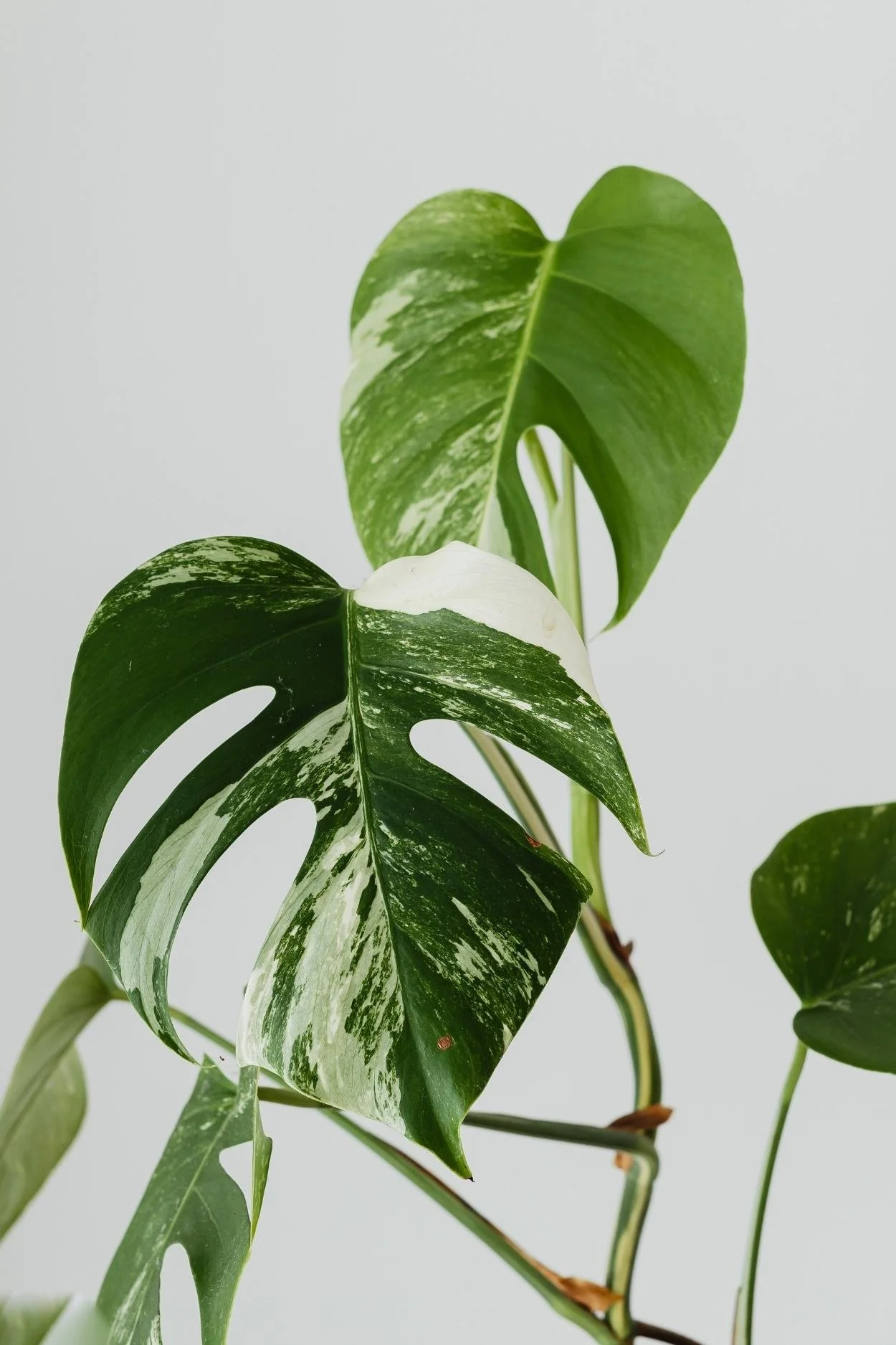 Monstera plant in a bright white room