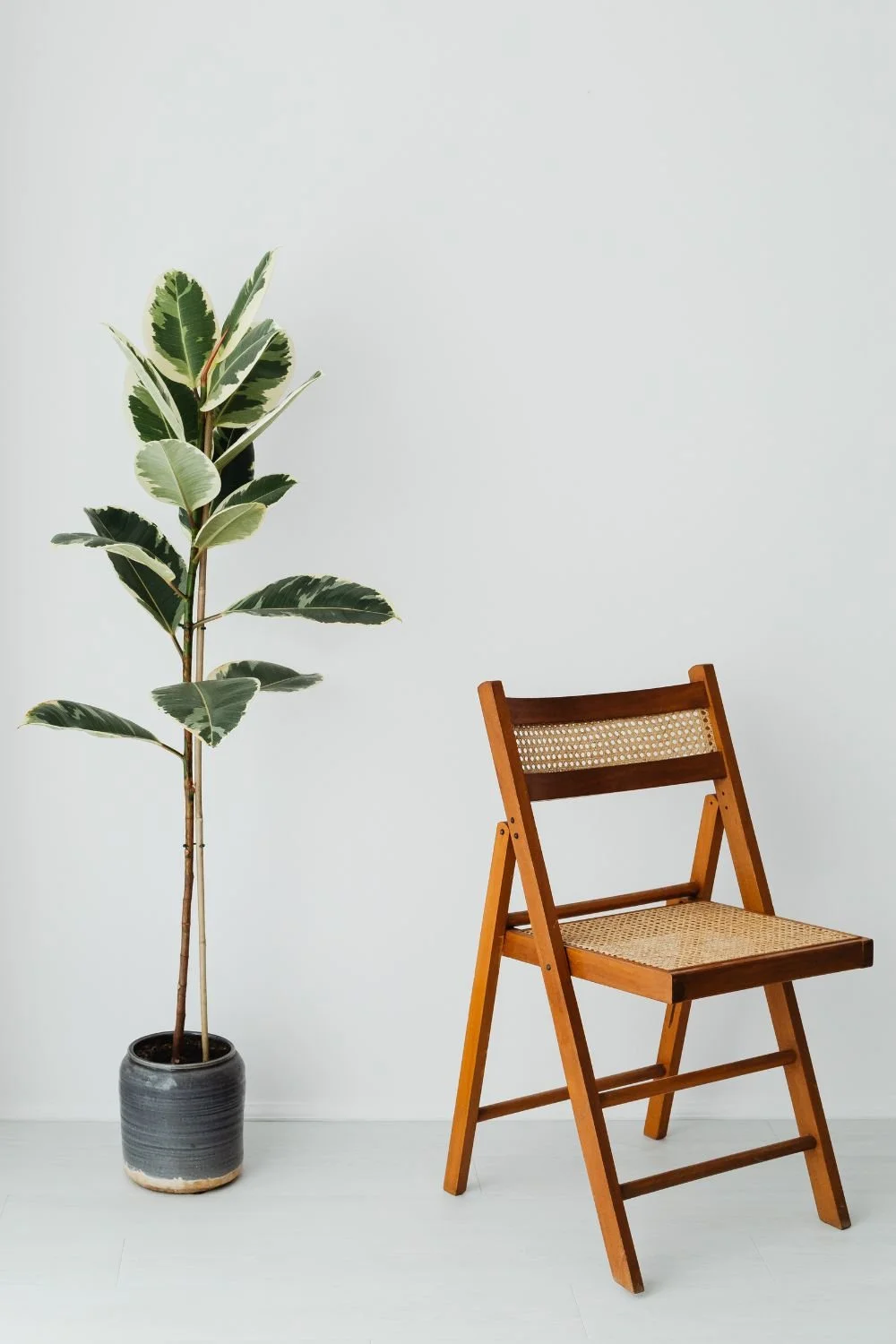 A tall potted plant with variegated green and cream leaves next to a wooden folding chair with a woven cane seat and backrest, against a plain white wall.