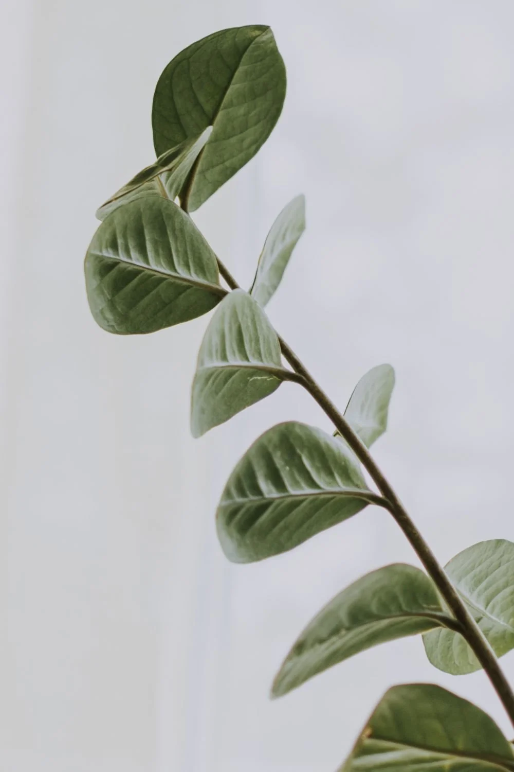 Close-up of a green leafy plant with elongated leaves on a light background.