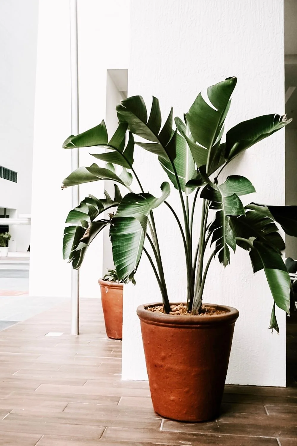 A large green potted plant with broad leaves inside a building with wooden flooring and white walls.