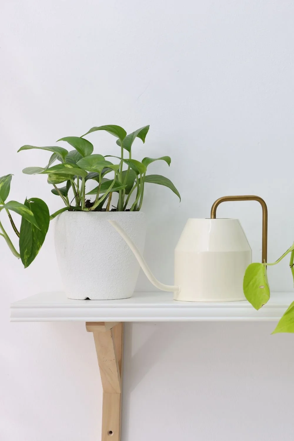 A white shelf with a potted green plant and a white watering can against a plain white wall.