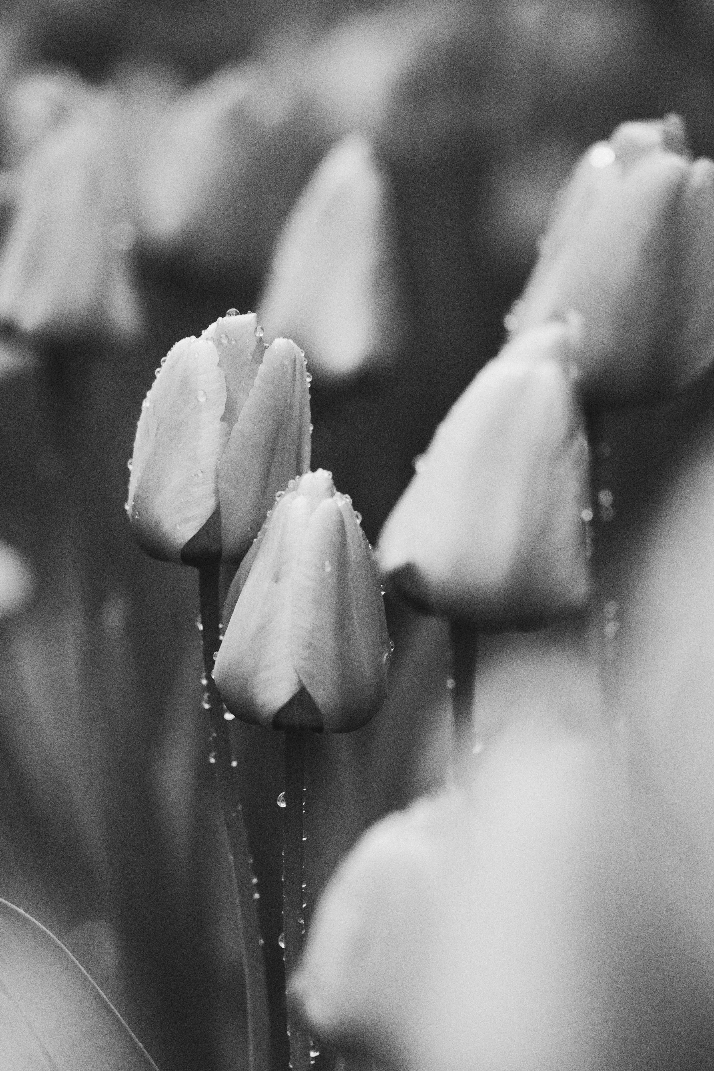 Black and white close-up photograph of flower petals with water droplets on them.
