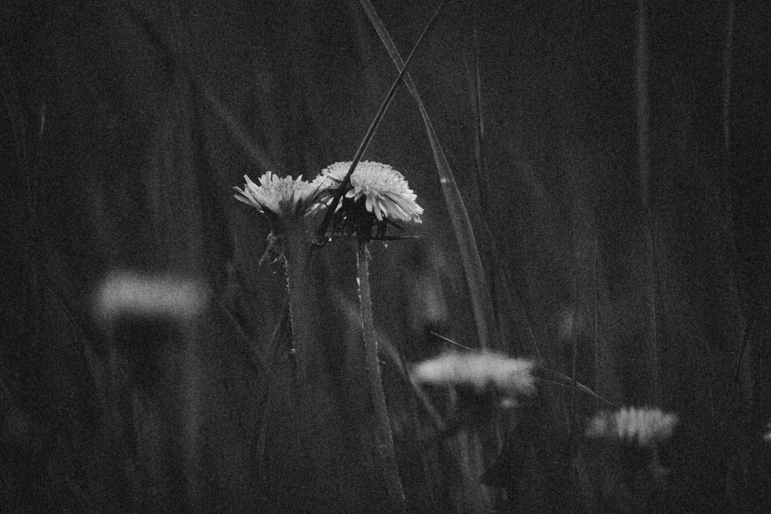 Black and white photo of flowers in a field.