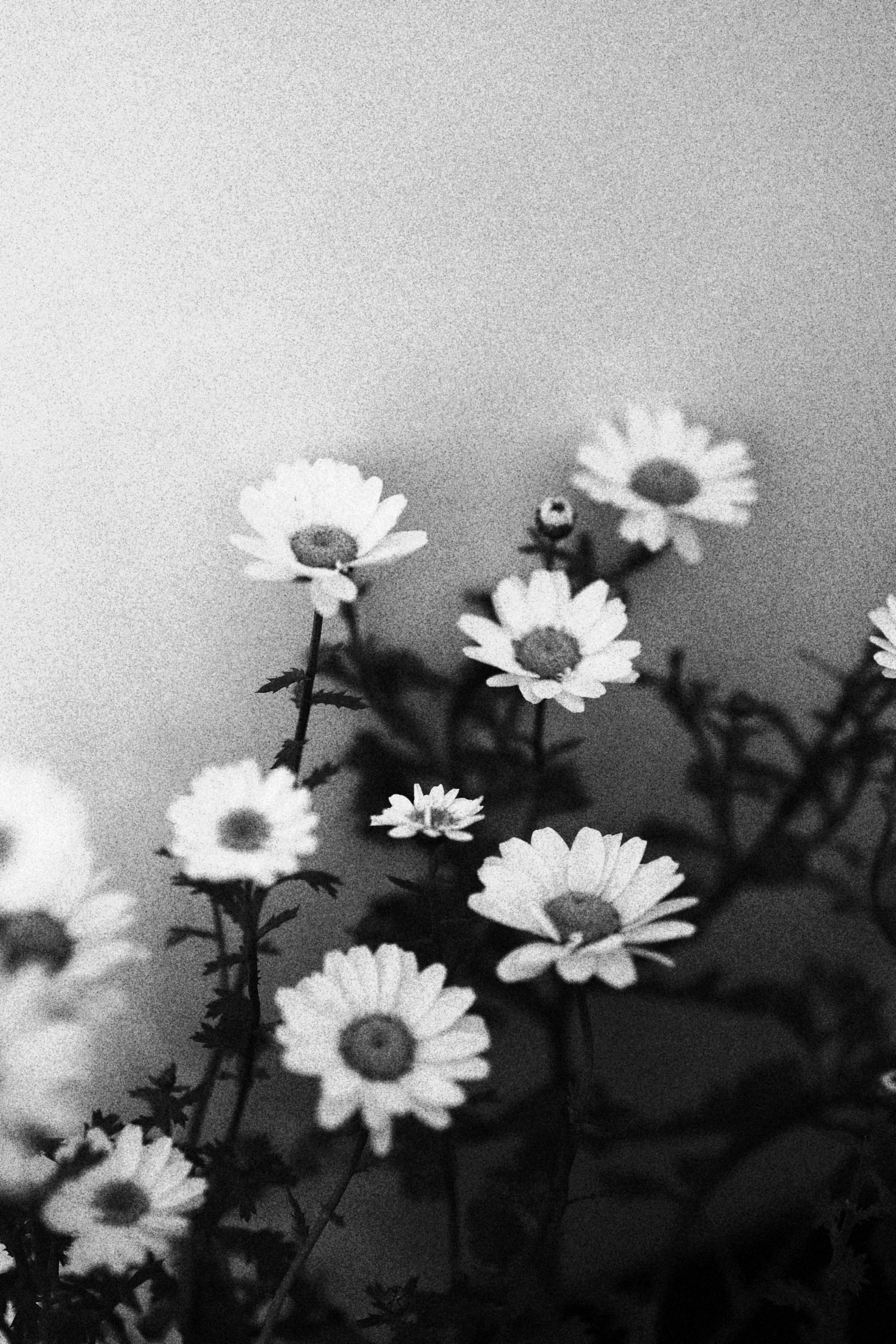 Black and white photograph of daisies with dark centers and light petals, some in focus and others blurred.