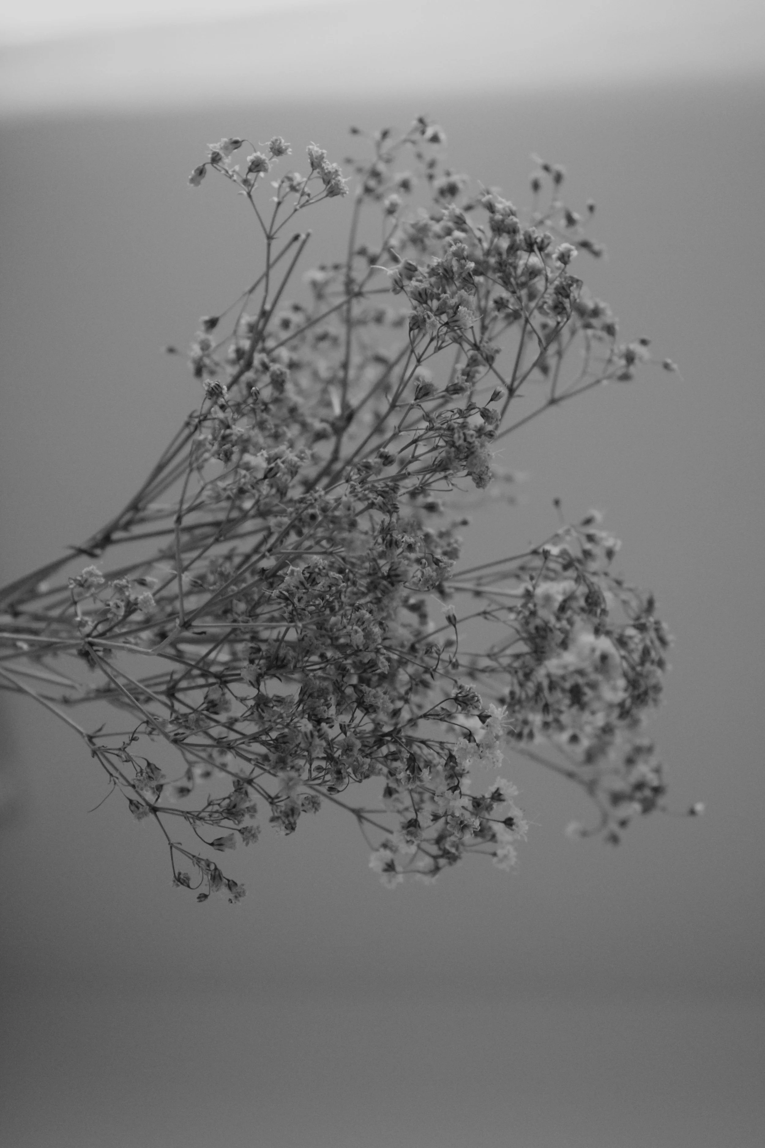 Black and white photograph of a bunch of small dried flowers with thin stems falling downward.
