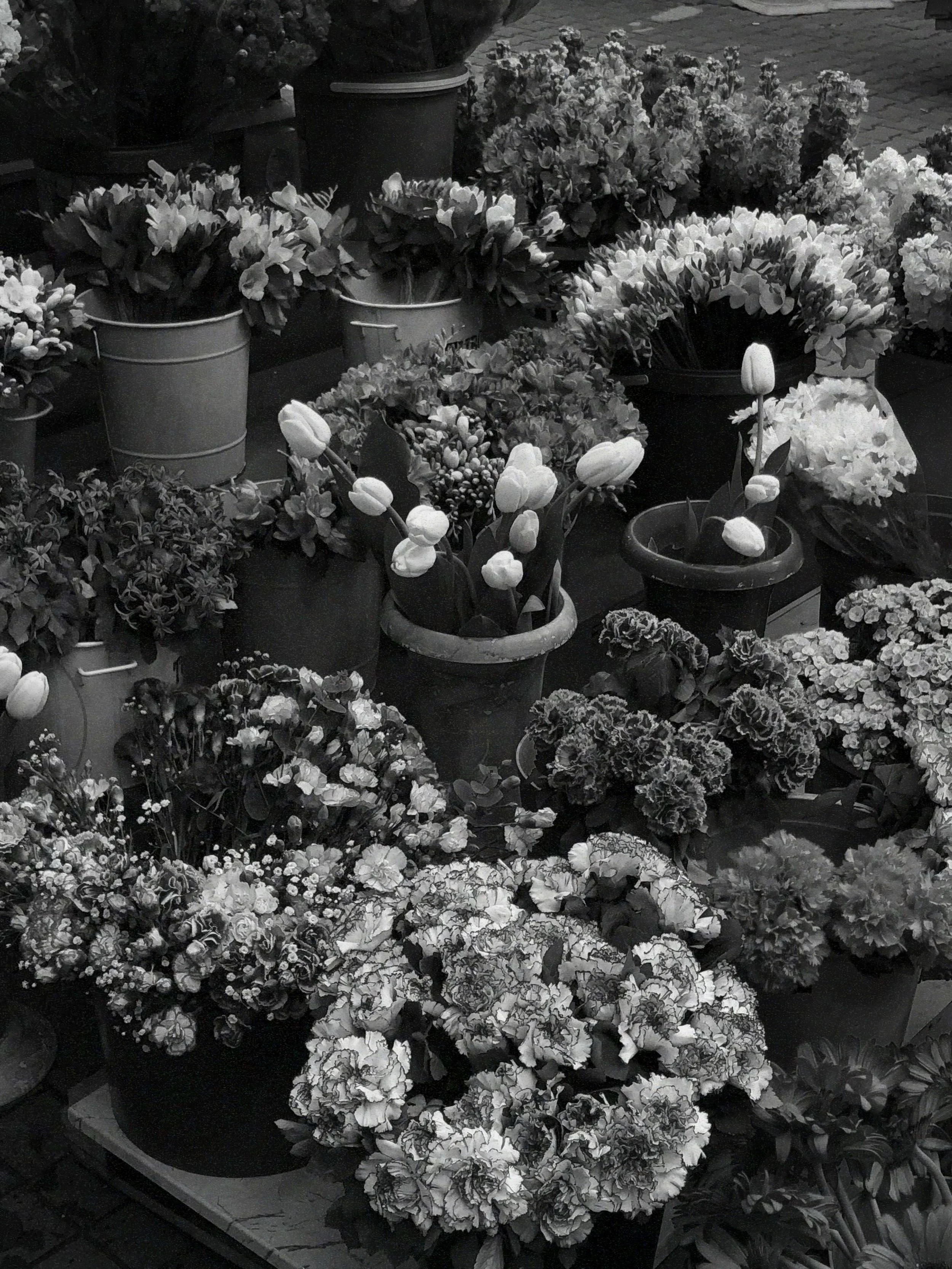 Various potted flowers and plants displayed outdoors, including tulips and hydrangeas, arranged on tables and the ground.