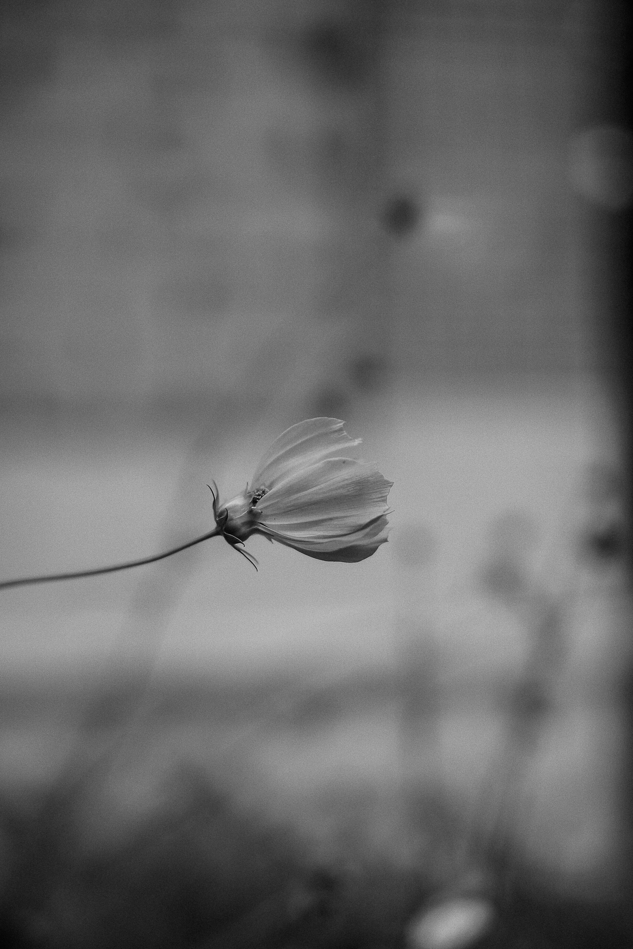 Close-up of a flower with delicate petals in black and white, with a blurred background.