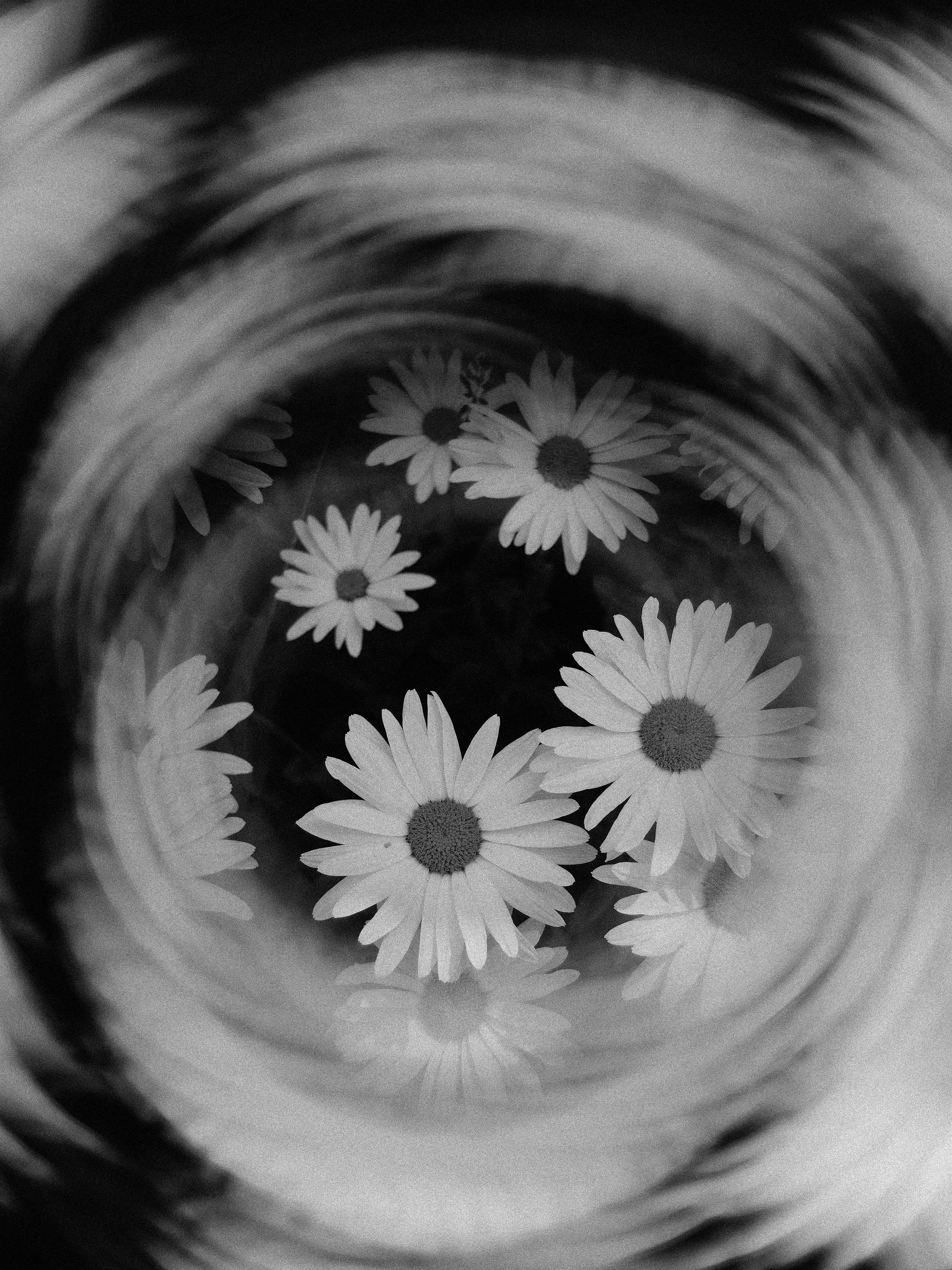 Black and white photograph of daisies, viewed from above.