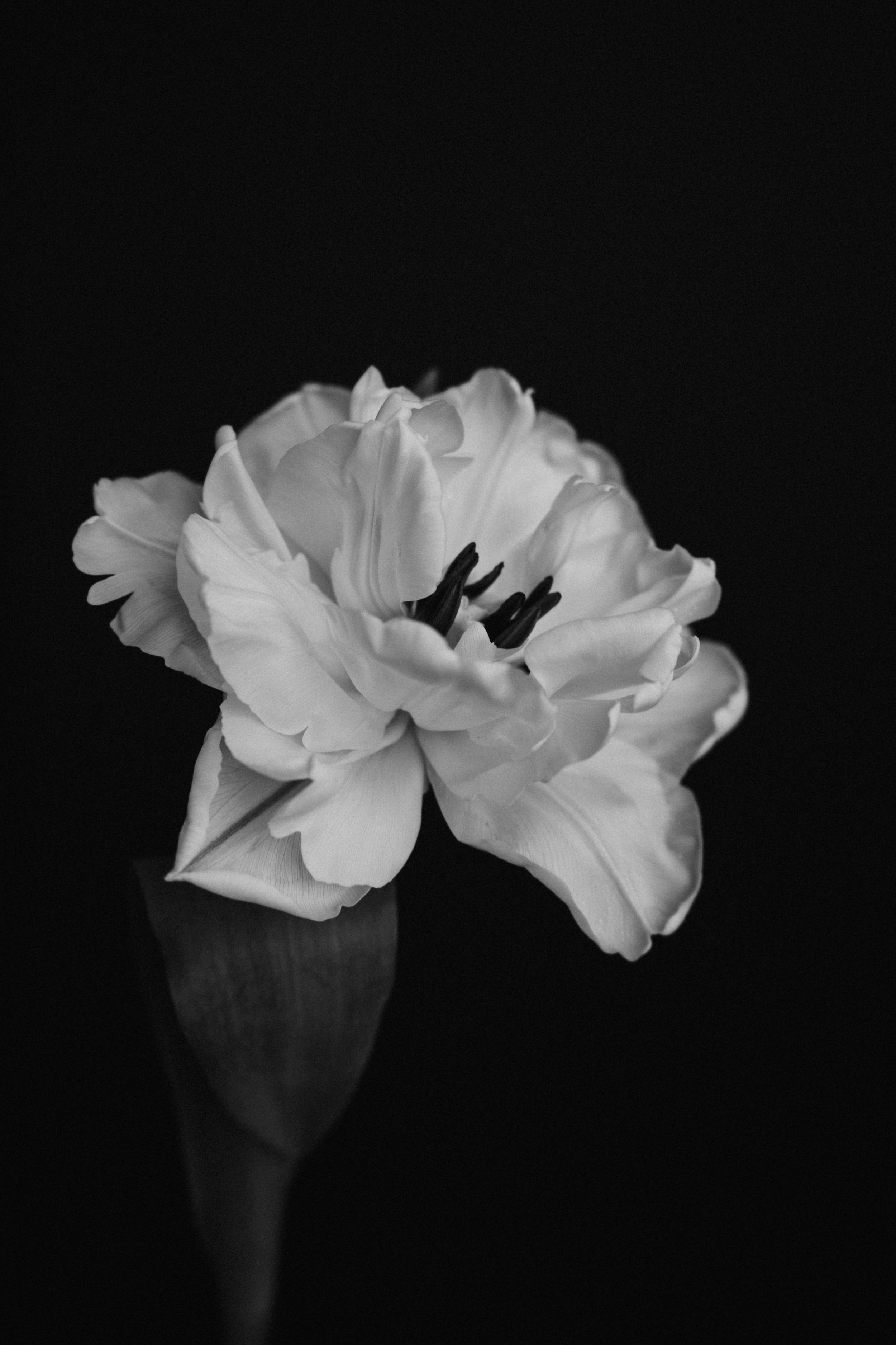 Black and white photo of a flower, possibly an iris, with large petals and dark stamens, against a black background.