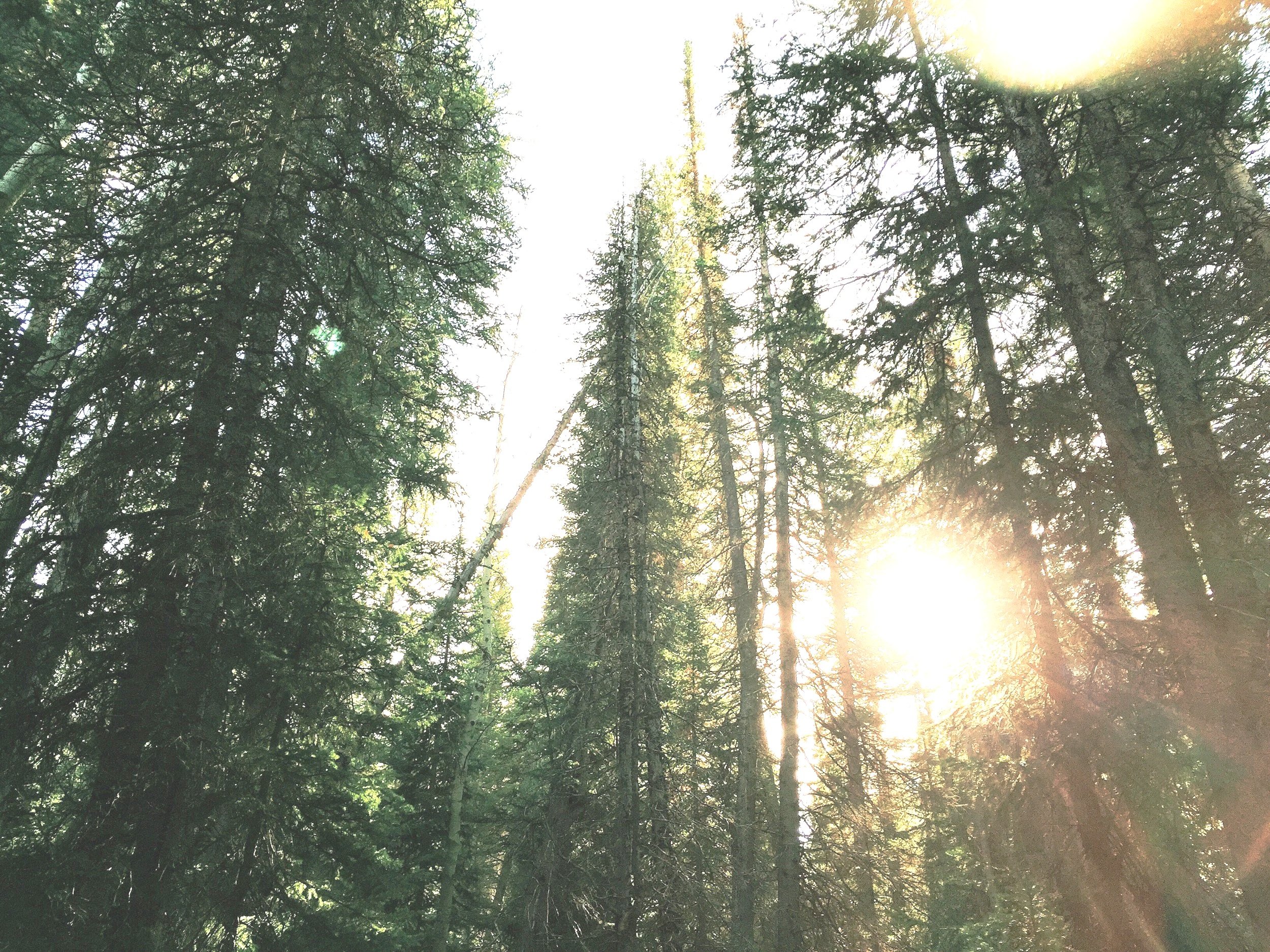 Sunlight shining through tall pine trees in a forest.