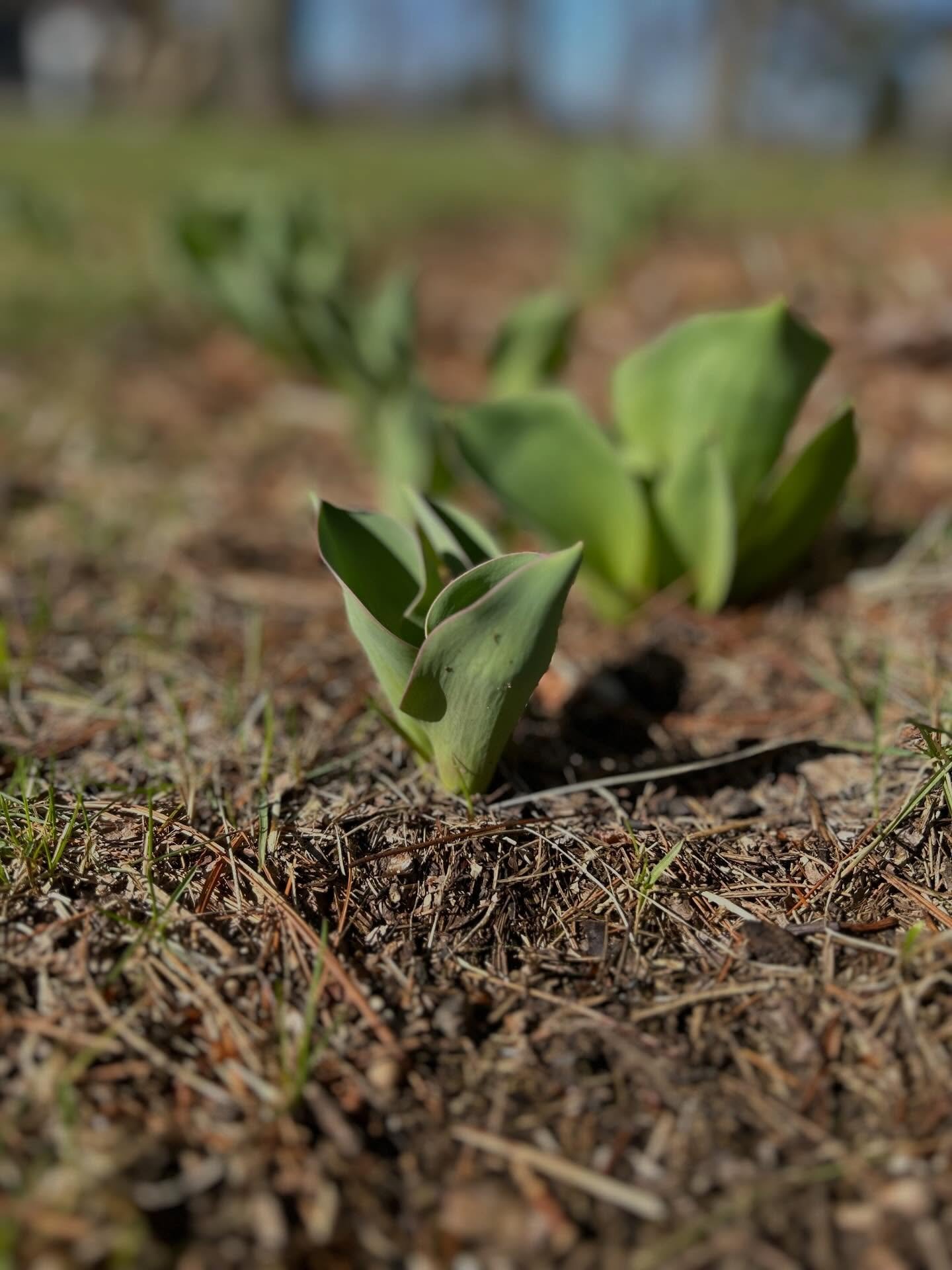 🌷 13 days until spring ☀️