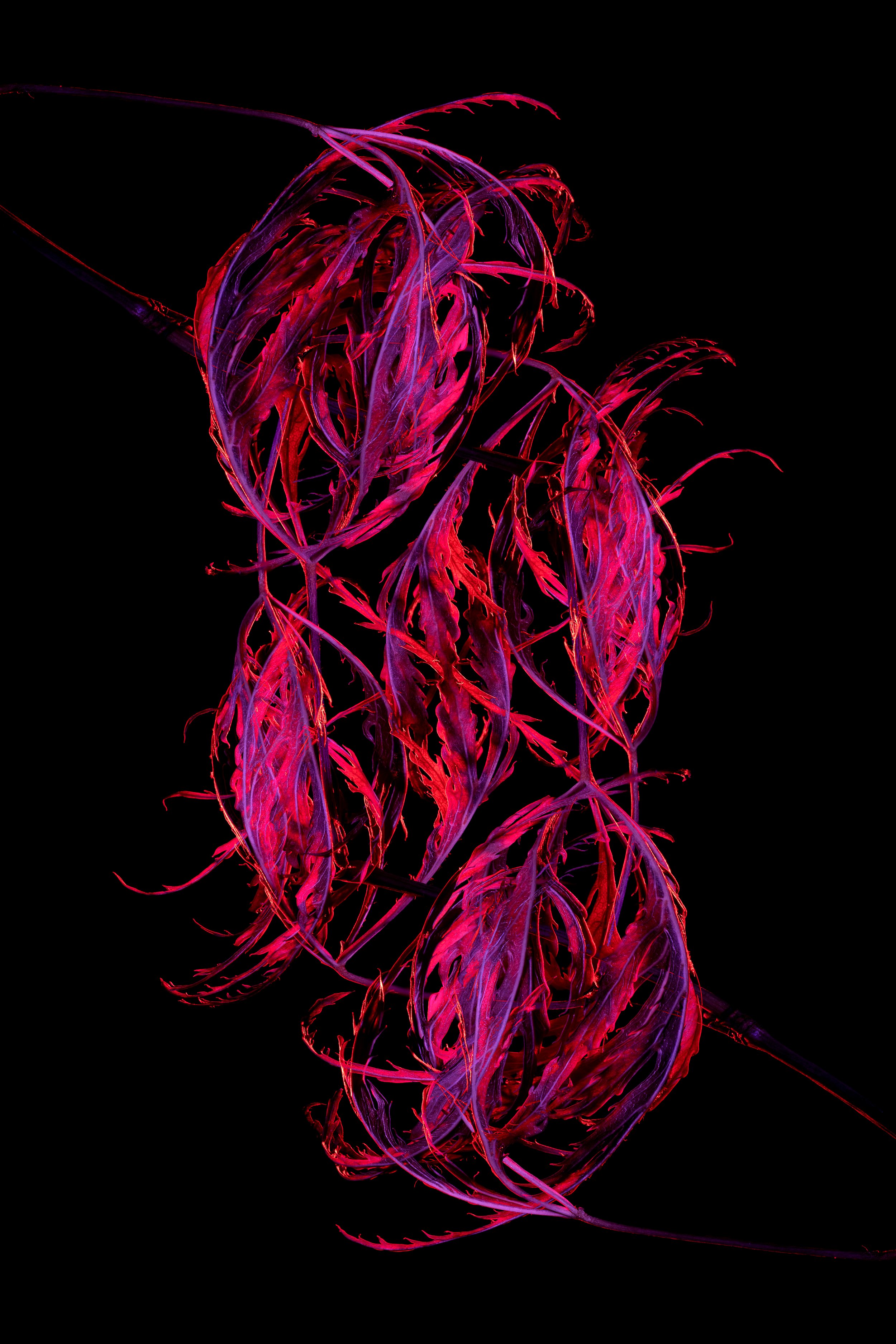 Intertwine