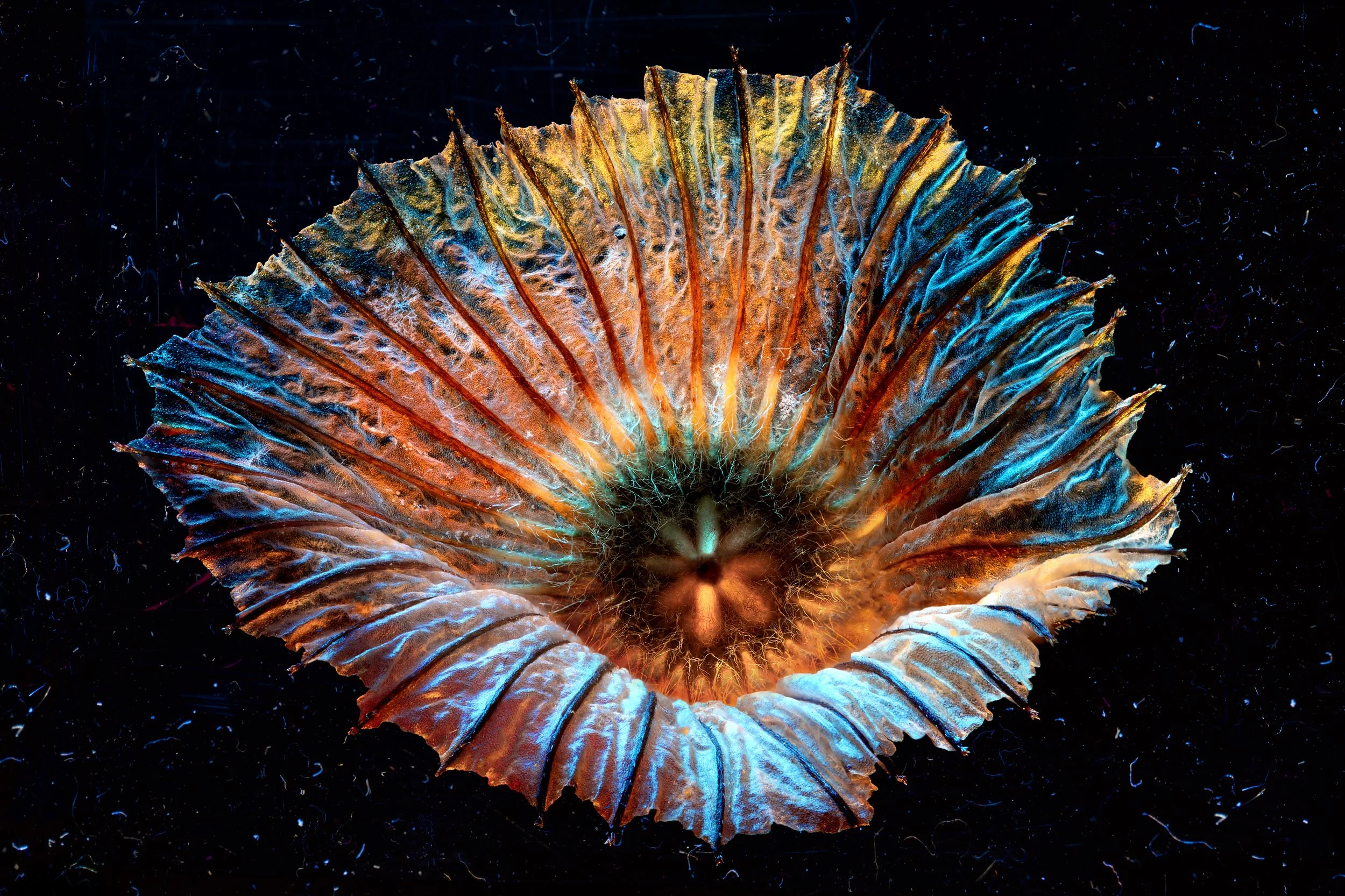 hairy butthole copy 2.jpg