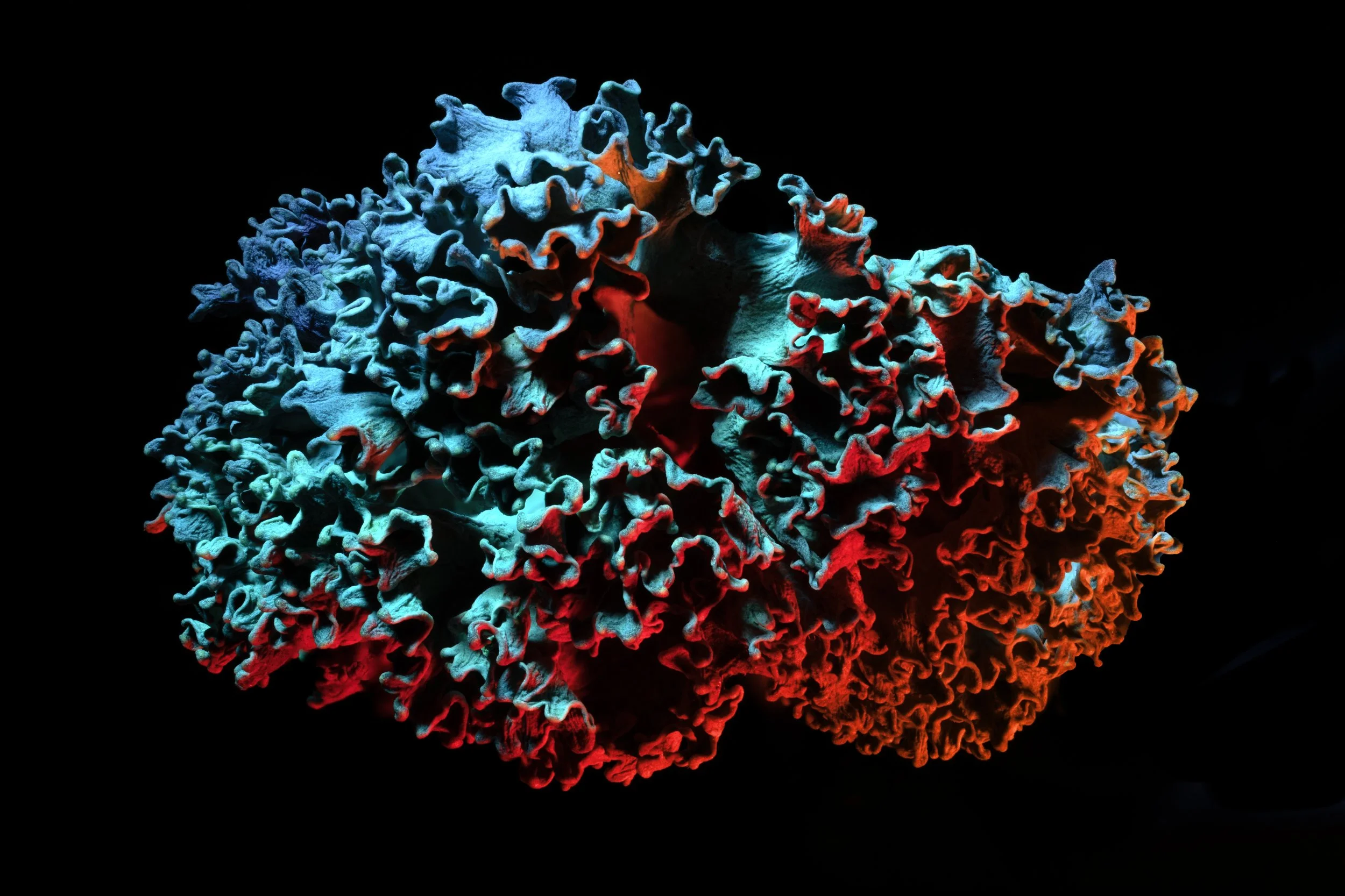 brains copy 2.jpg
