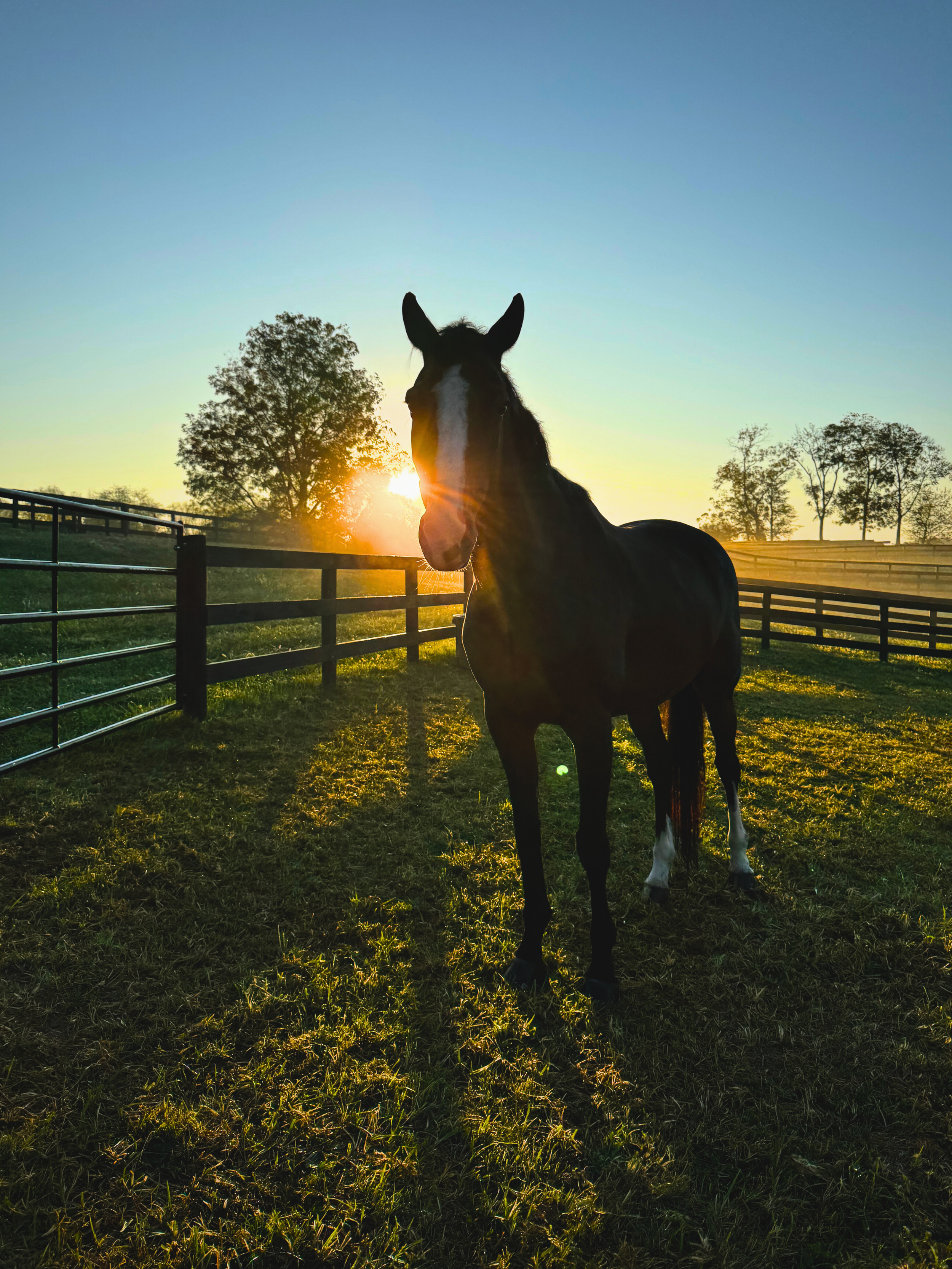 Silhouette of a horse standing in a fenced pasture at sunset, with the sun behind it and trees in the background.