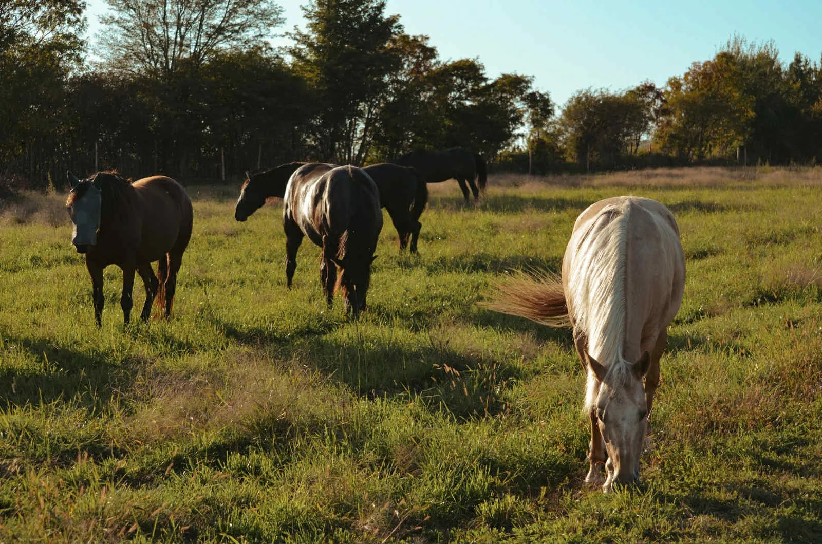 Un groupe de chevaux broutant dans un champ verdoyant sous un ciel clair, avec des arbres en arrière-plan.