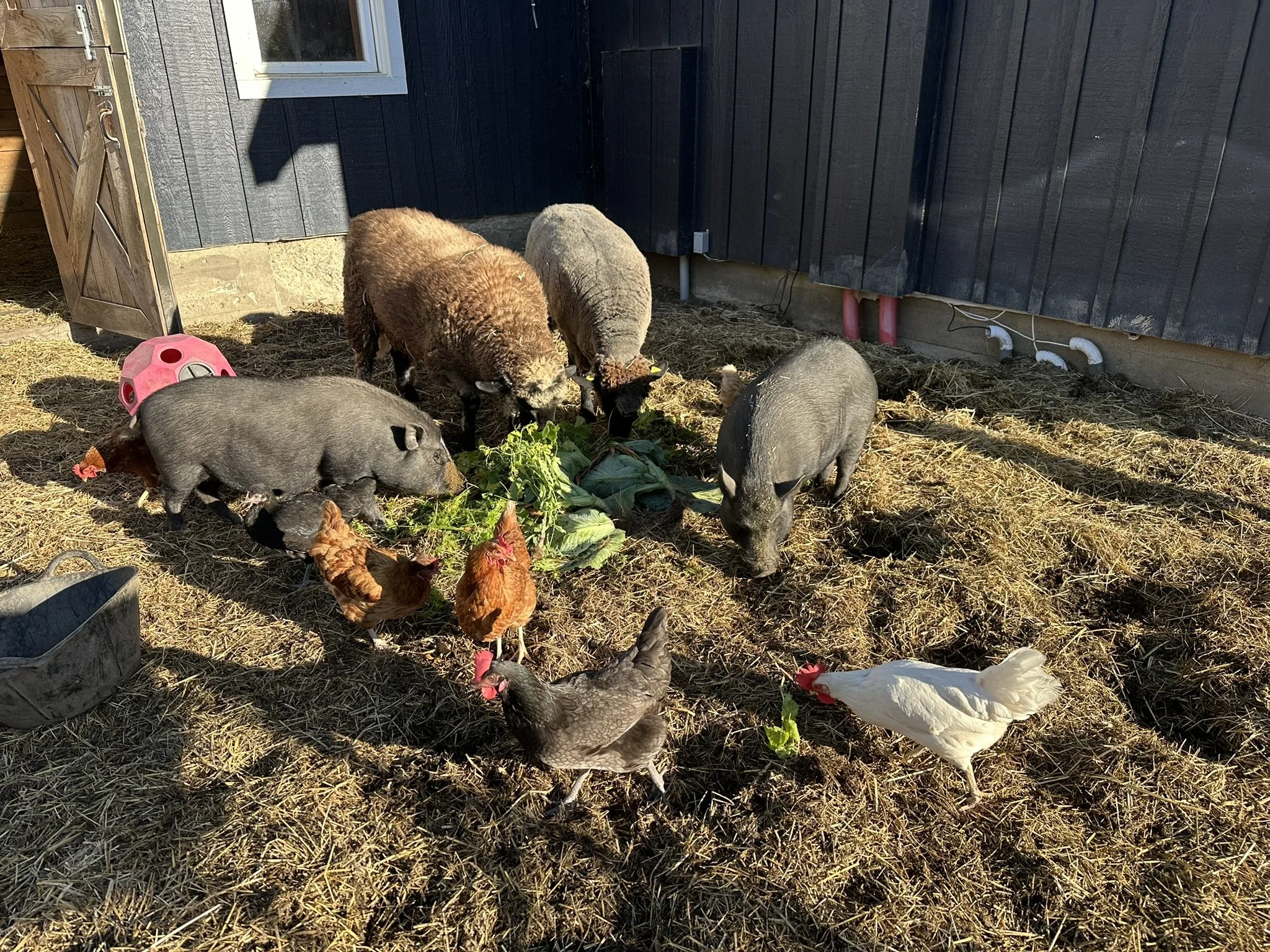 Un enclos extérieur avec des porcs, des poules et un coq qui se nourrissent de feuilles et de grains, sous un éclairage ensoleillé.