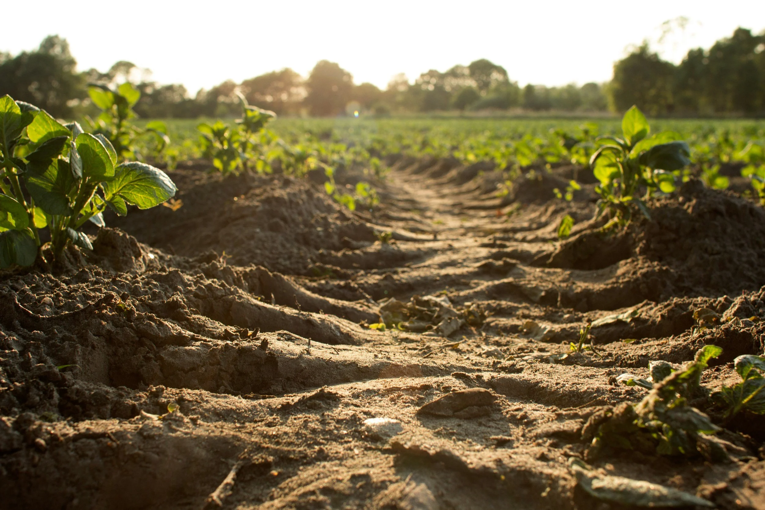 Young green plants growing in a field with furrowed soil, sunlight, and trees in the background.