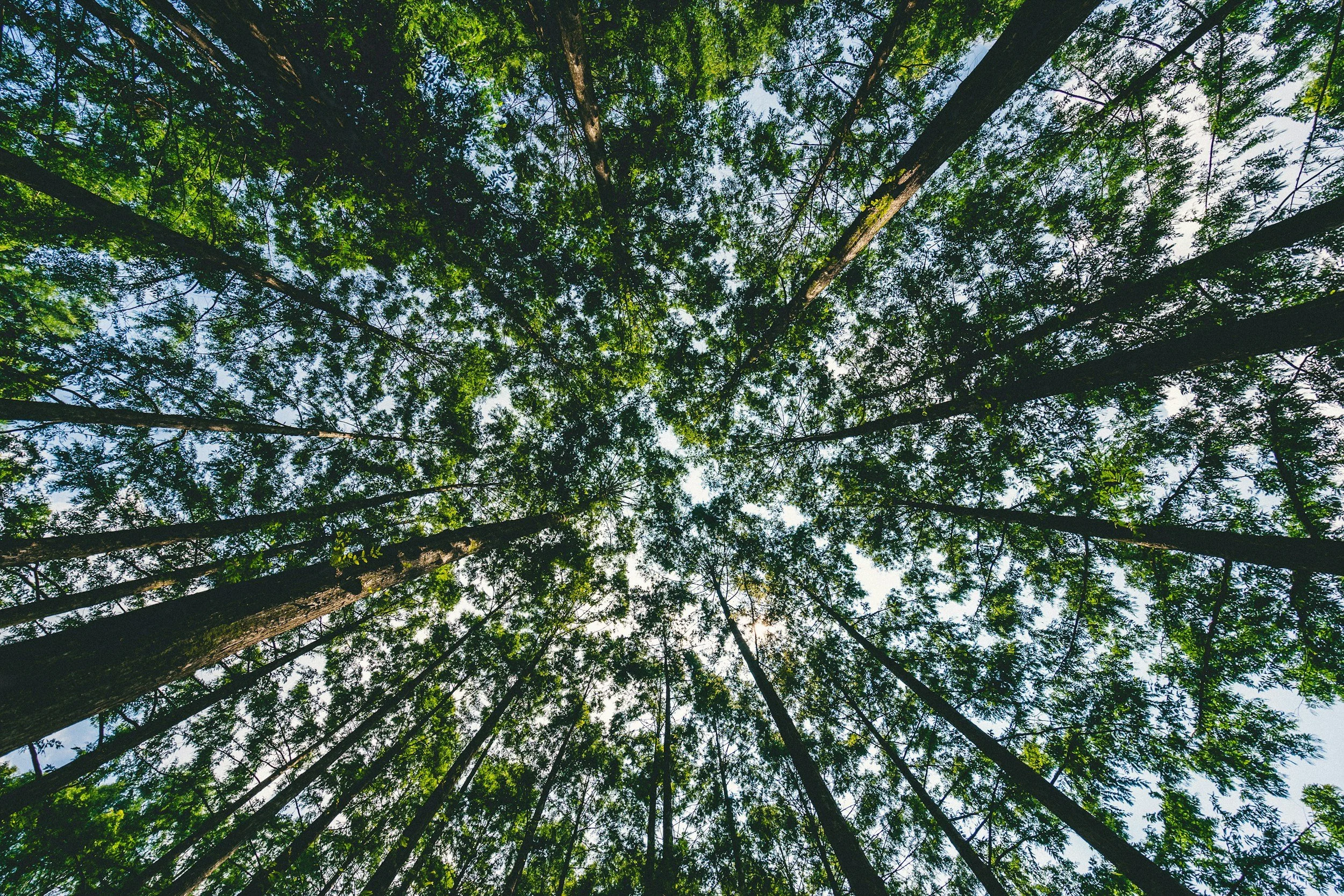 Looking up at tall trees in a dense forest with green leaves and a partly cloudy sky visible through the branches.