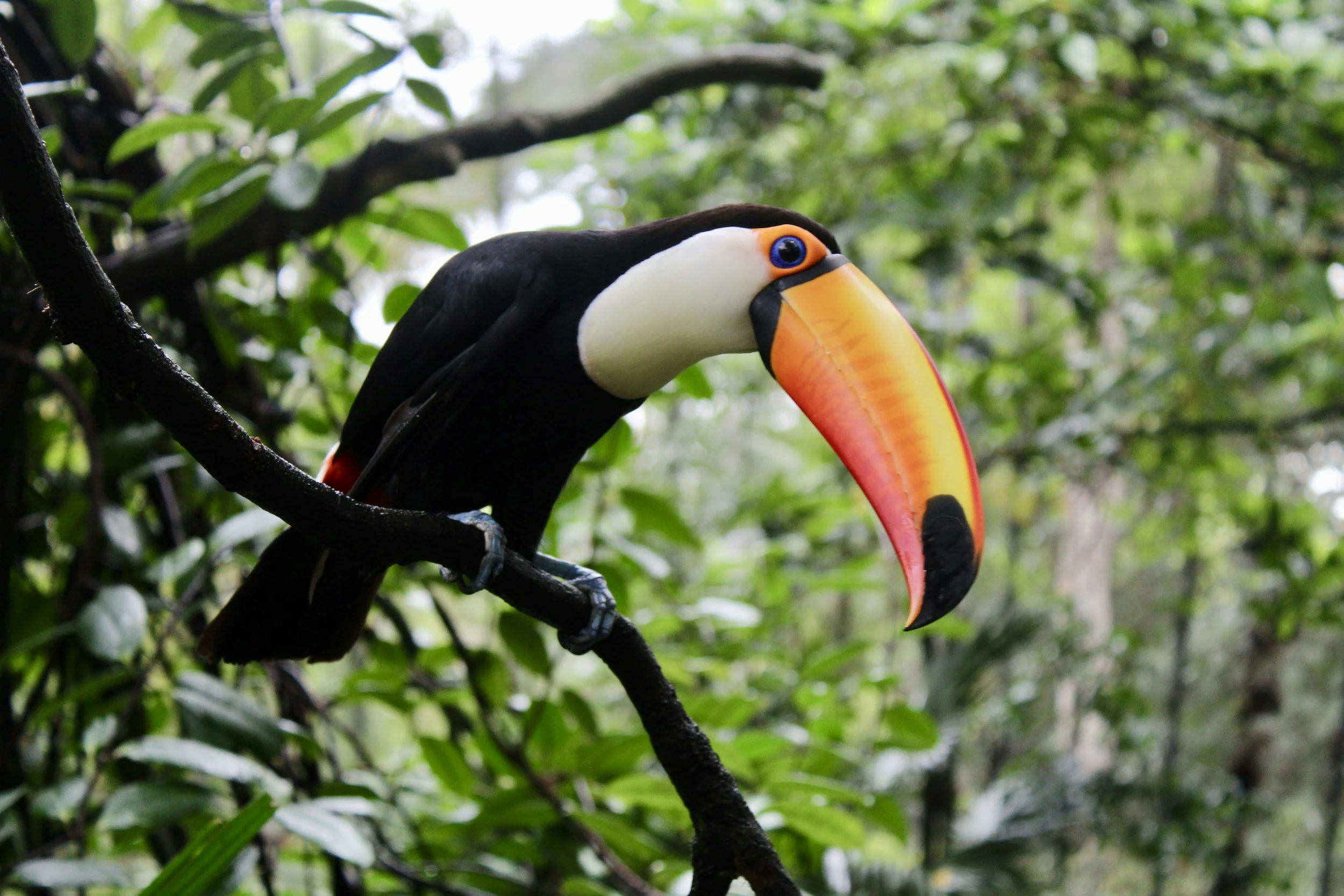 A tropical tucan bird perches on a branch in a forest with a long orange beak and one eye looking toward the camera.