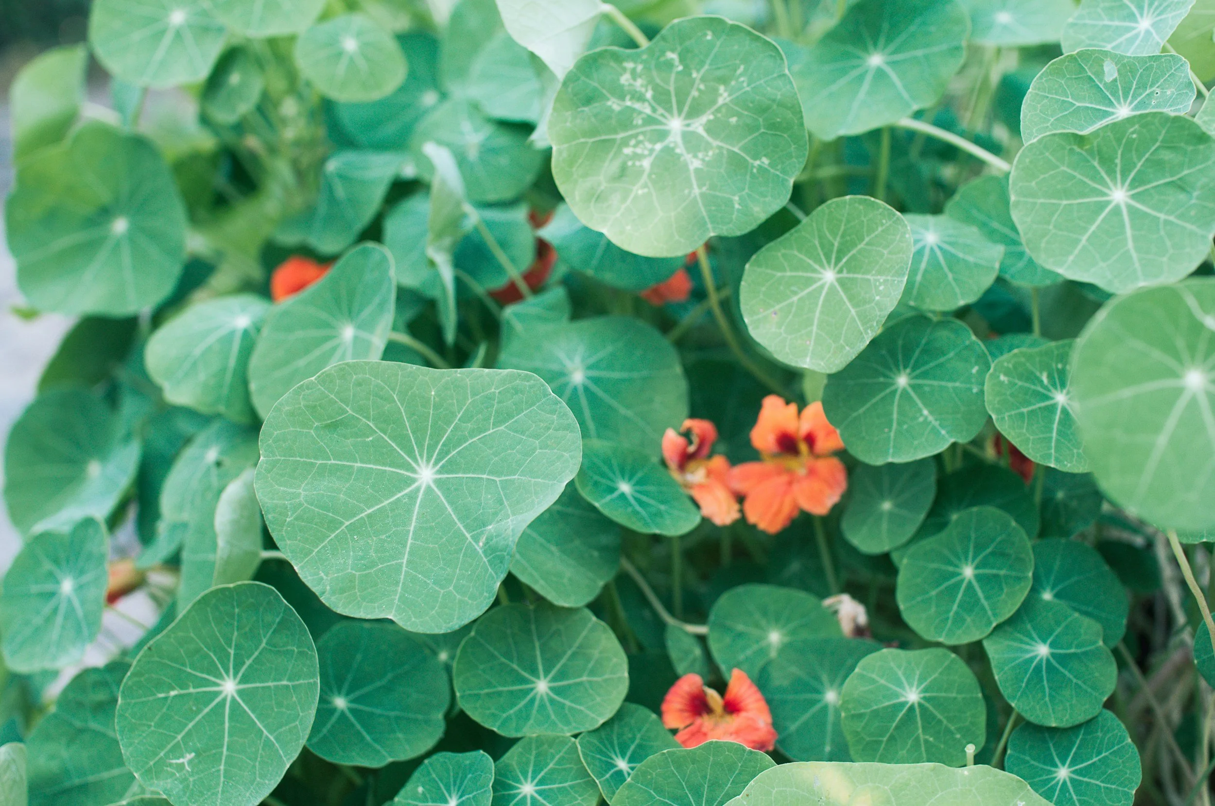 Close-up of green, round leaves with visible veins and some small orange flowers among the foliage.