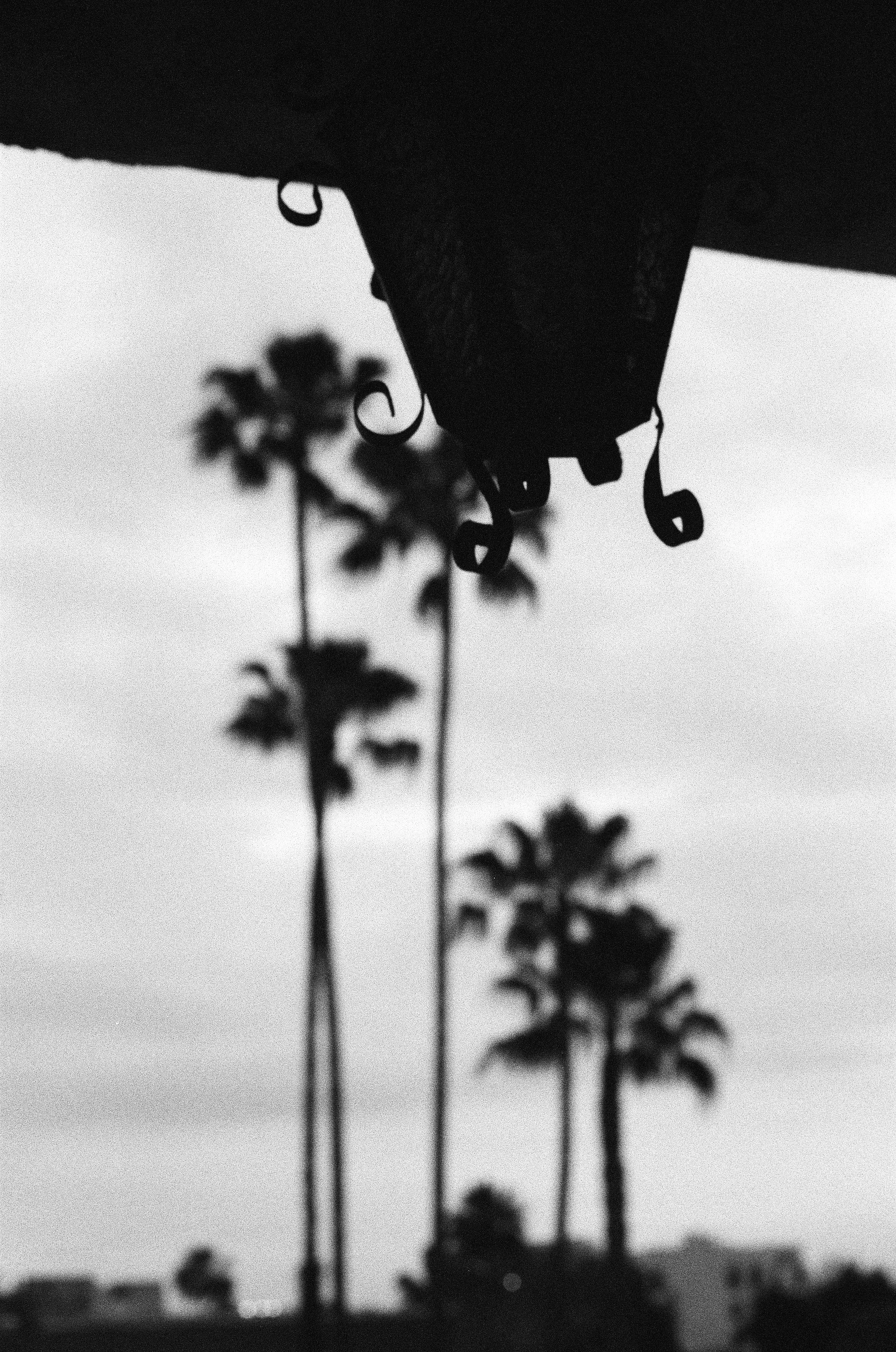 Palm trees intersected by vertical rods