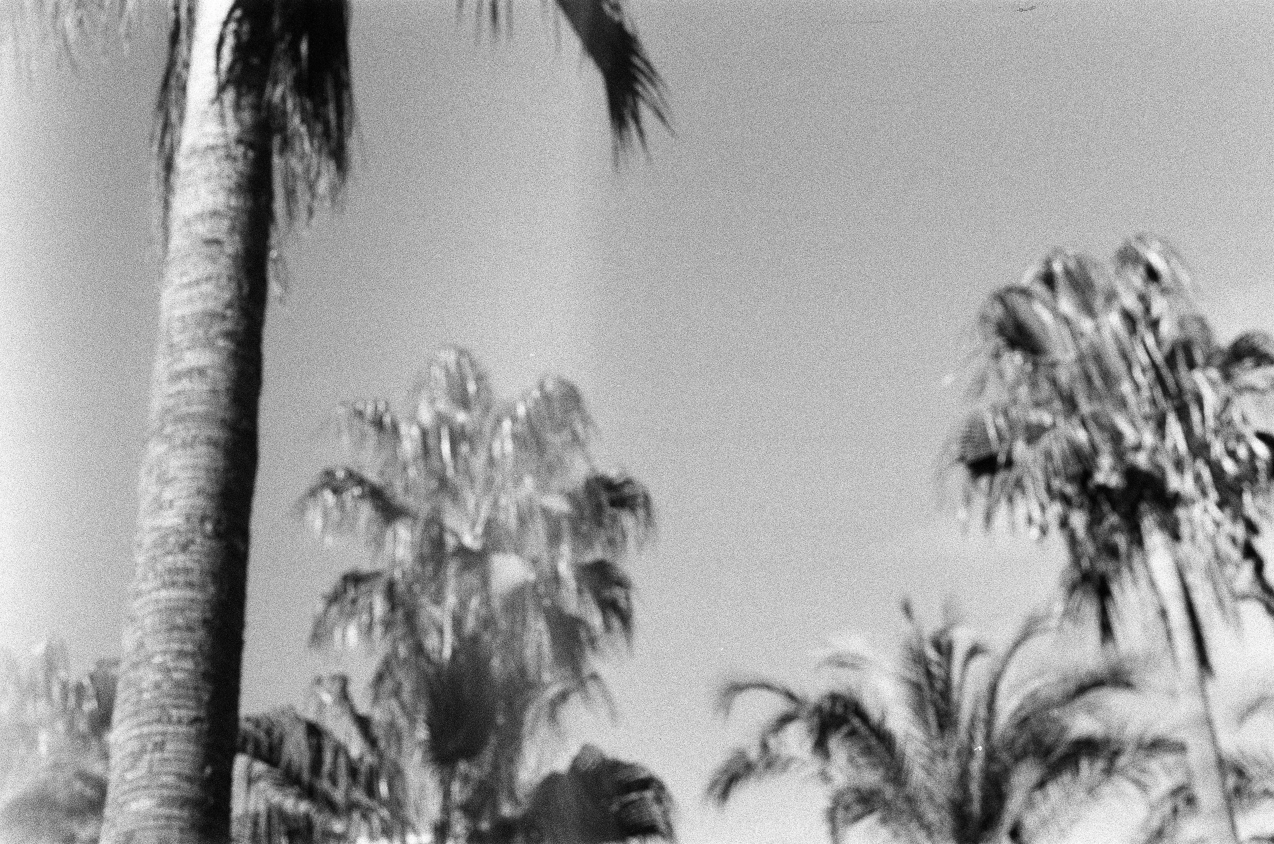 Palm trees against open sky, exterior scene
