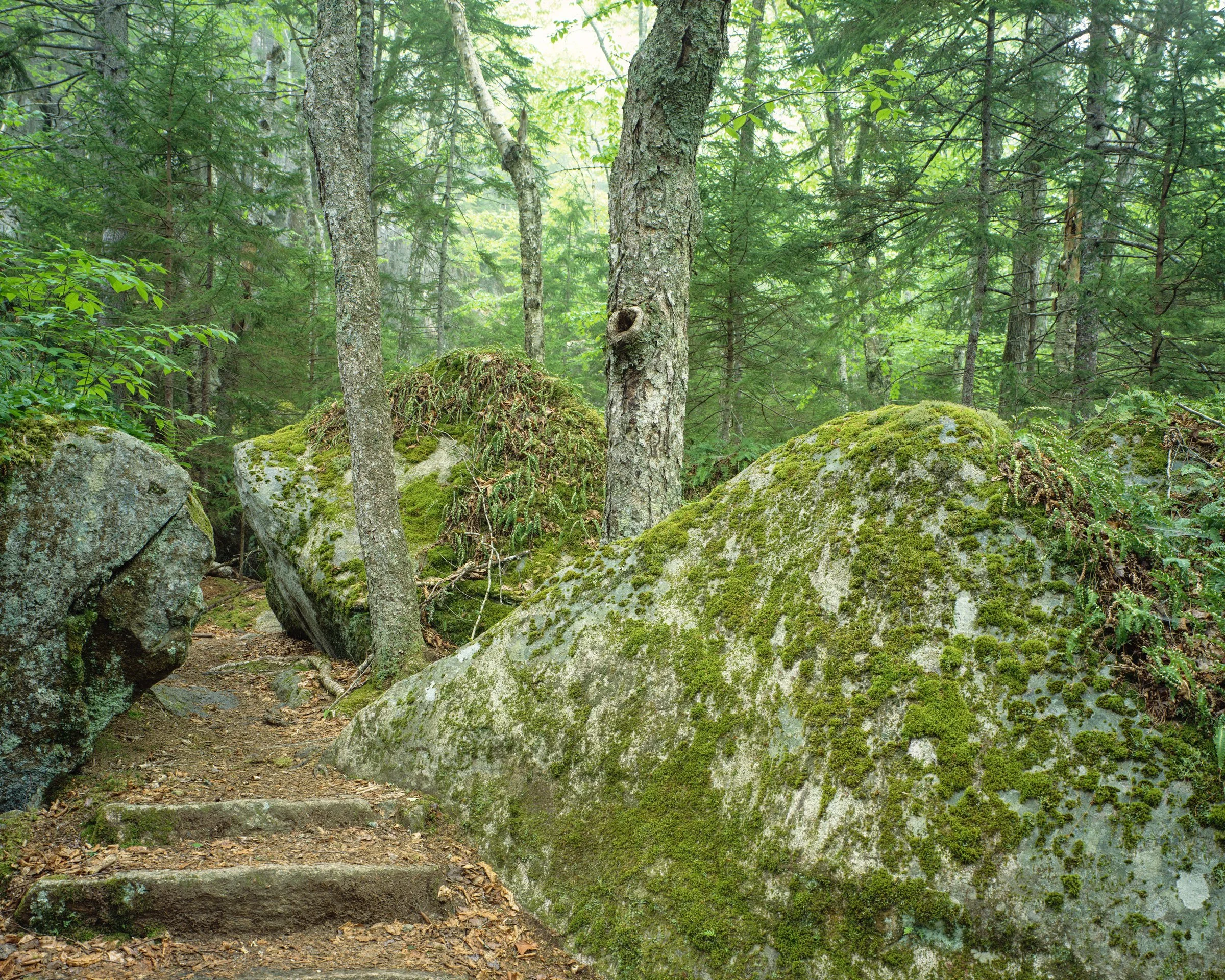 Acadia-National-Park,-Valley-Trail-3--srgb.jpg