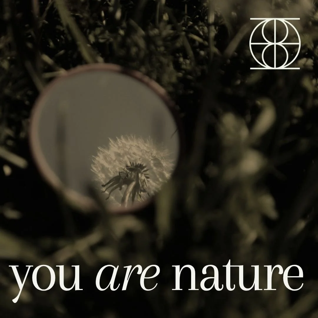You Are Nature - Reflection of a Dandelion in a Mirror. Poses Program of Self Encounters