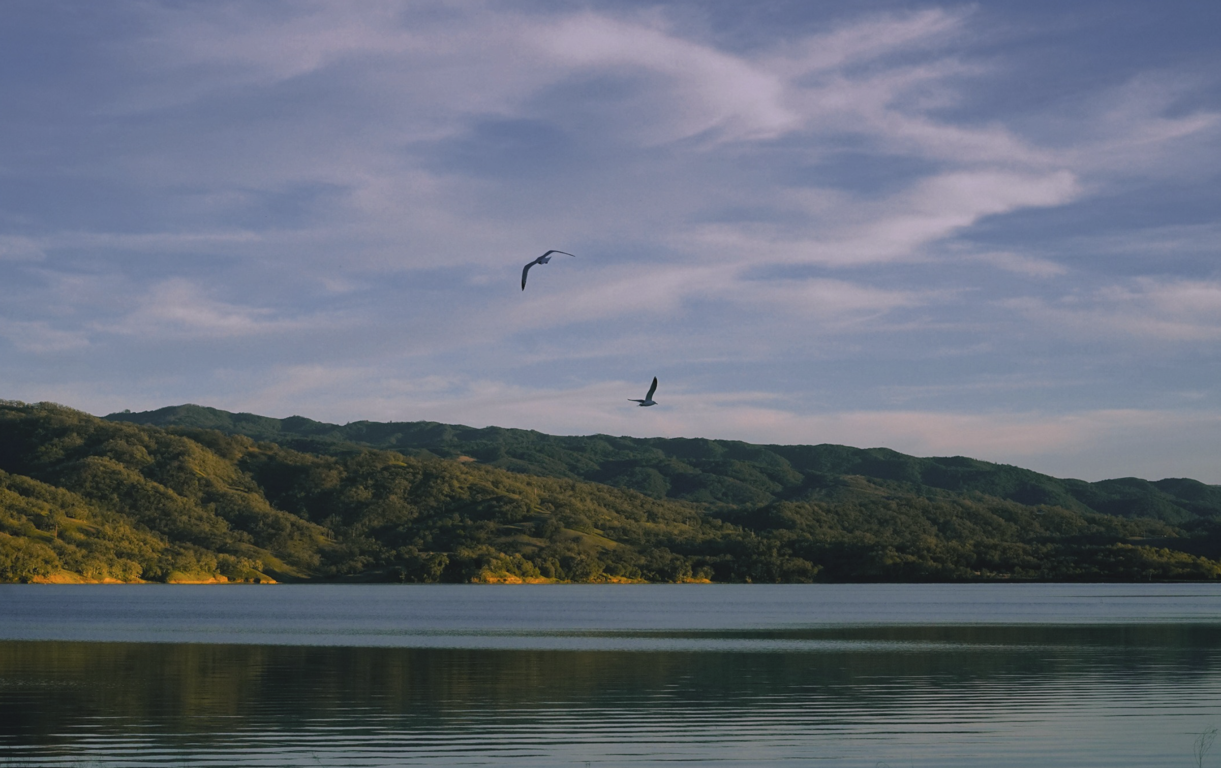 A scenic landscape featuring Lake Mendocino with gentle ripples, lush green hills in the background, and a partly cloudy sky with two seagulls soaring overhead.