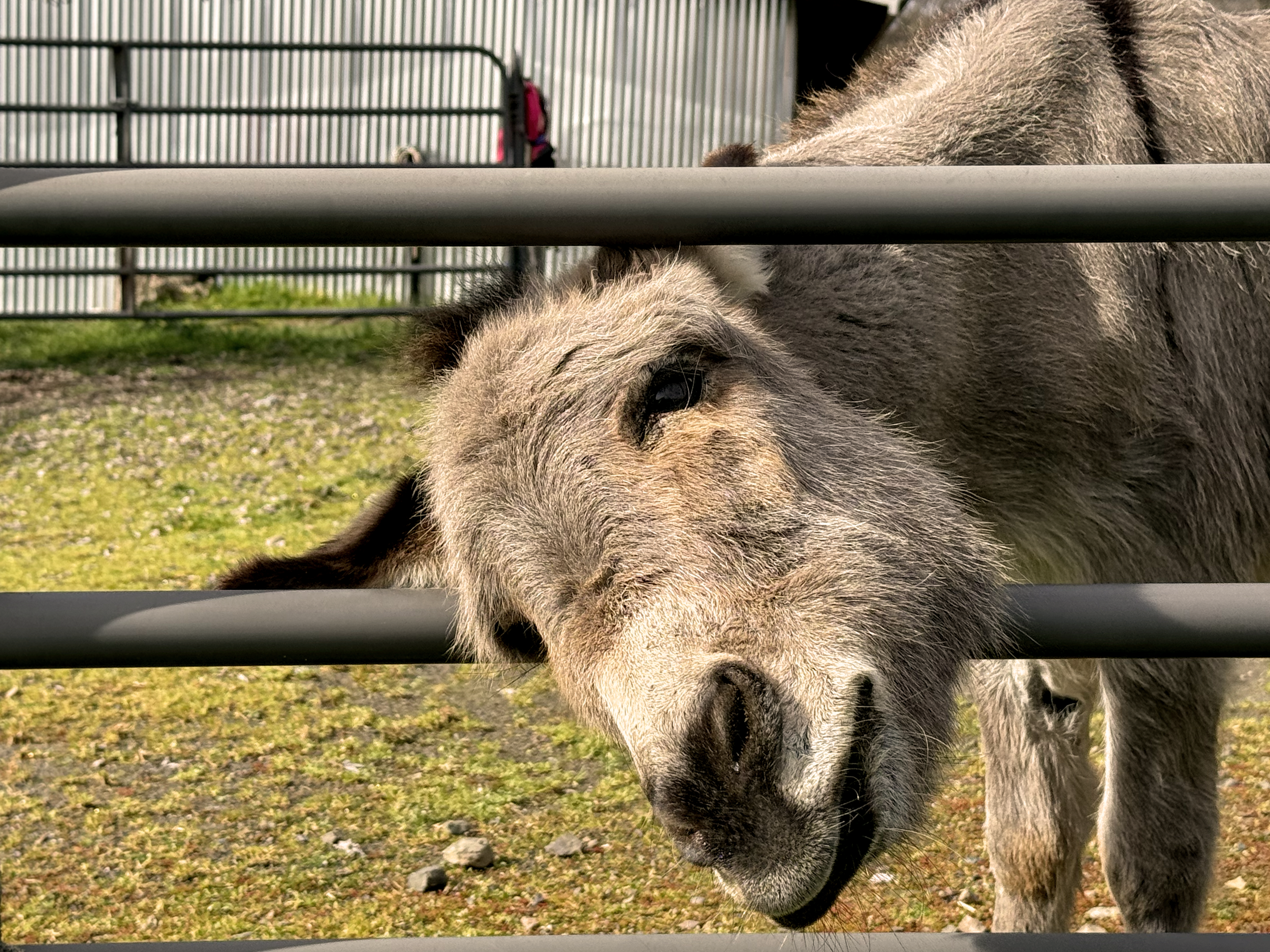 Donkey Farmers Convergence.png