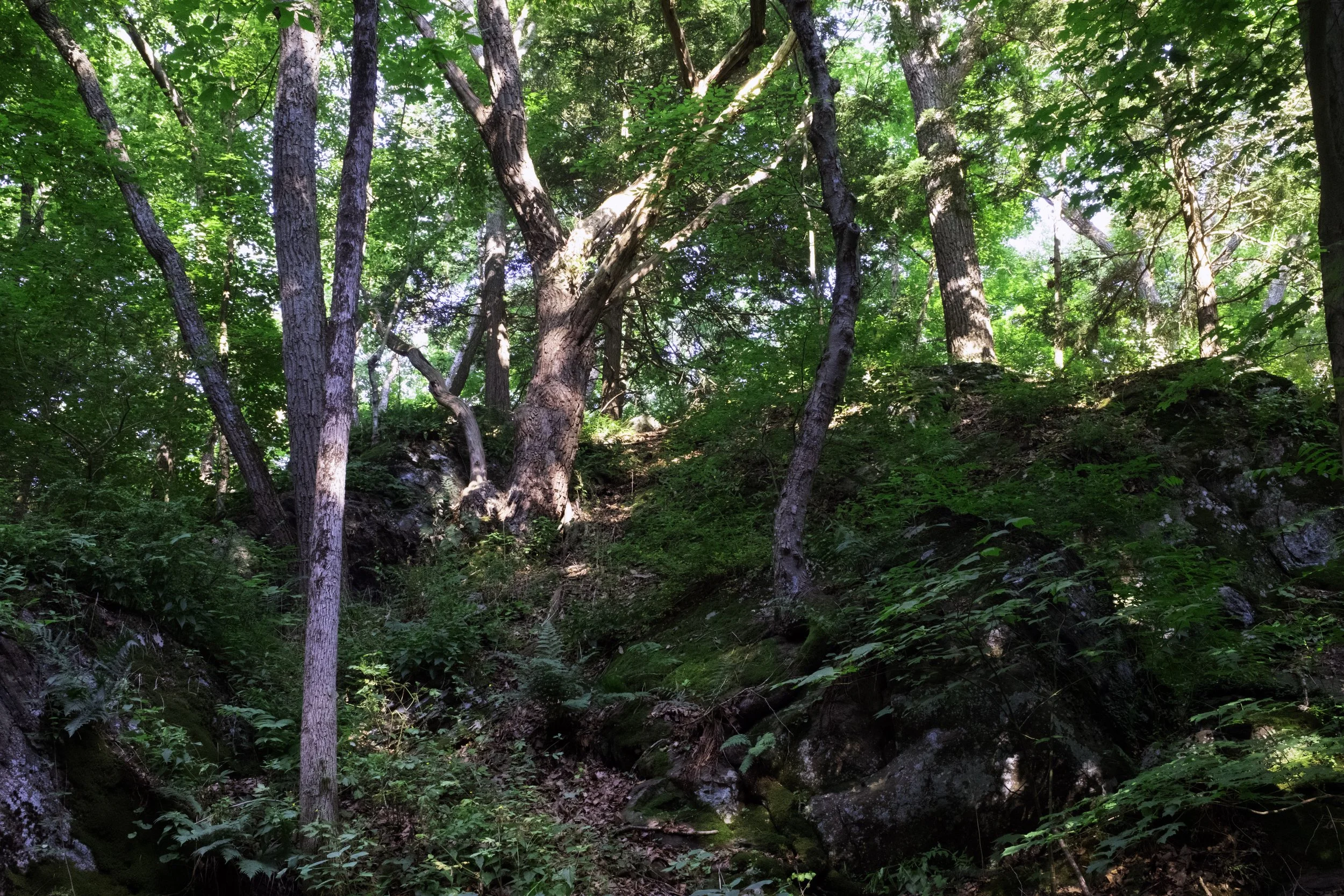 DSCF2381.jpg