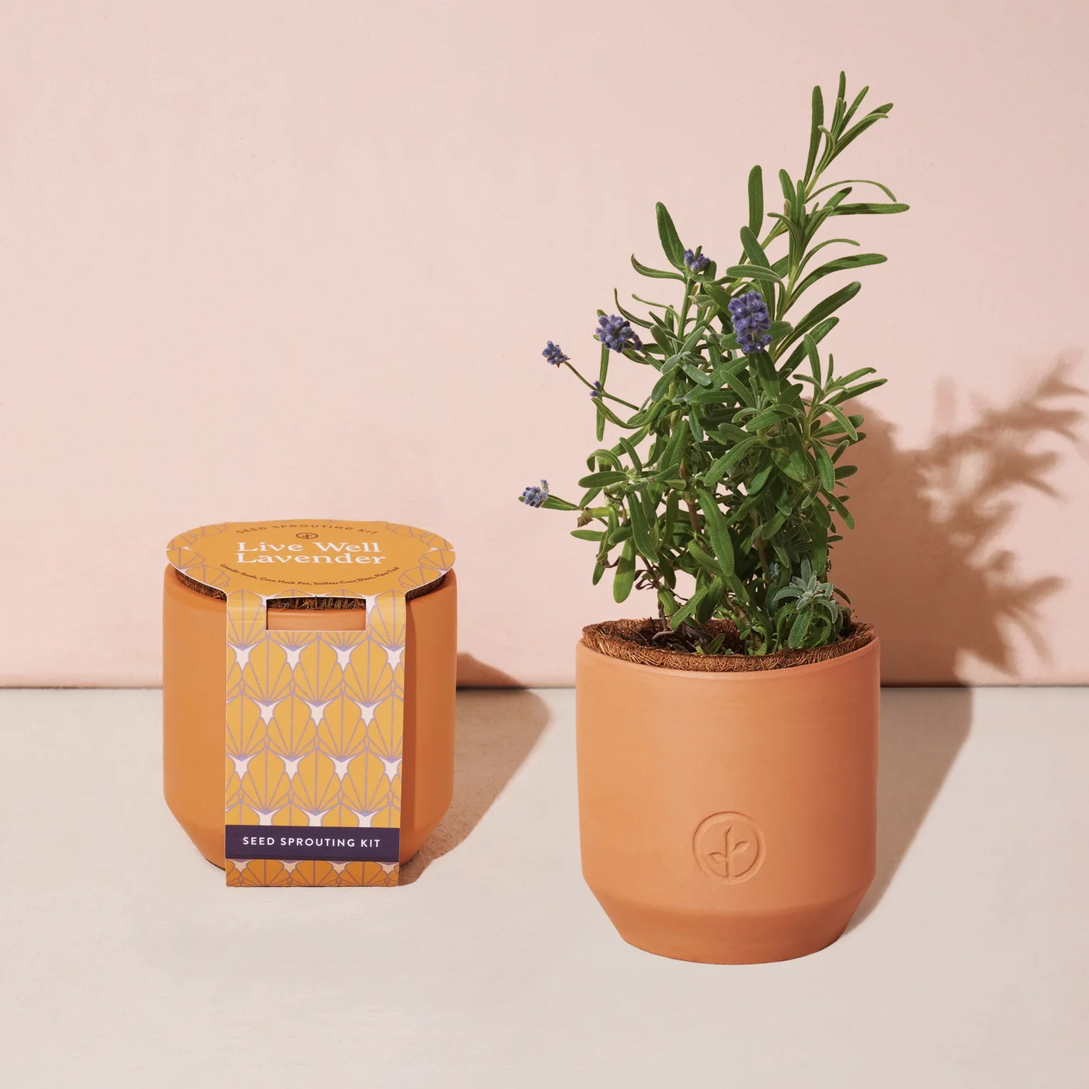 Terracotta Grow Kit