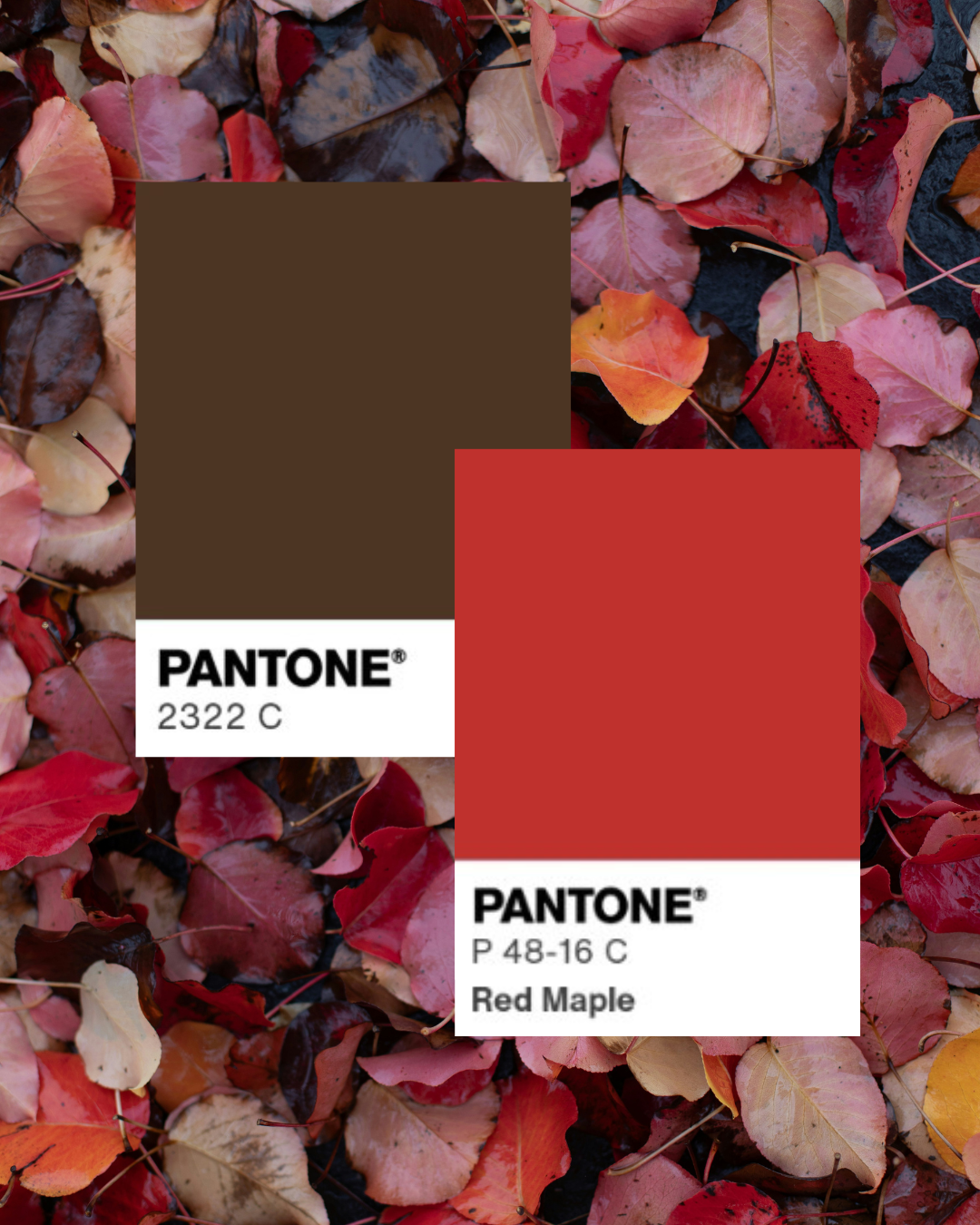 Maple red and espresso fall color combination in a warm layered interior