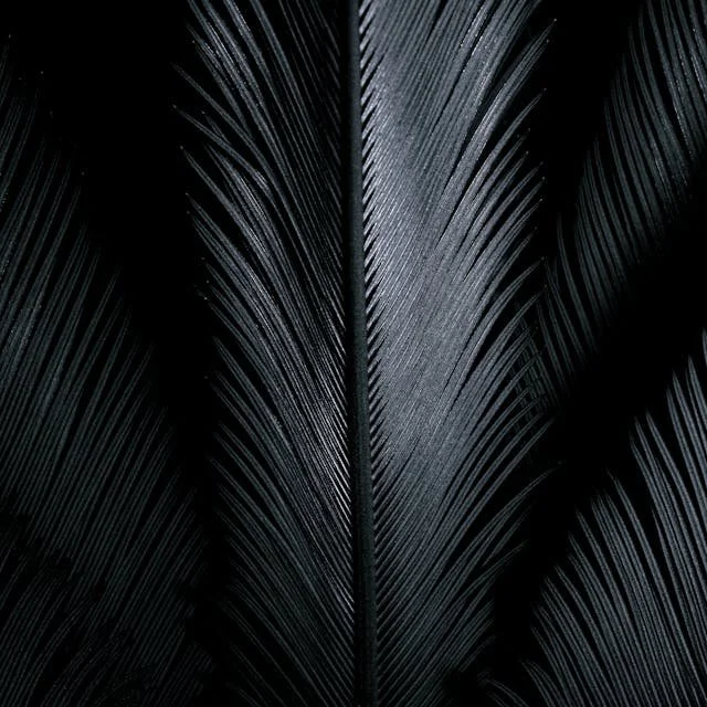 Close-up of a dark-toned palm frond with detailed leaf veins and texture.