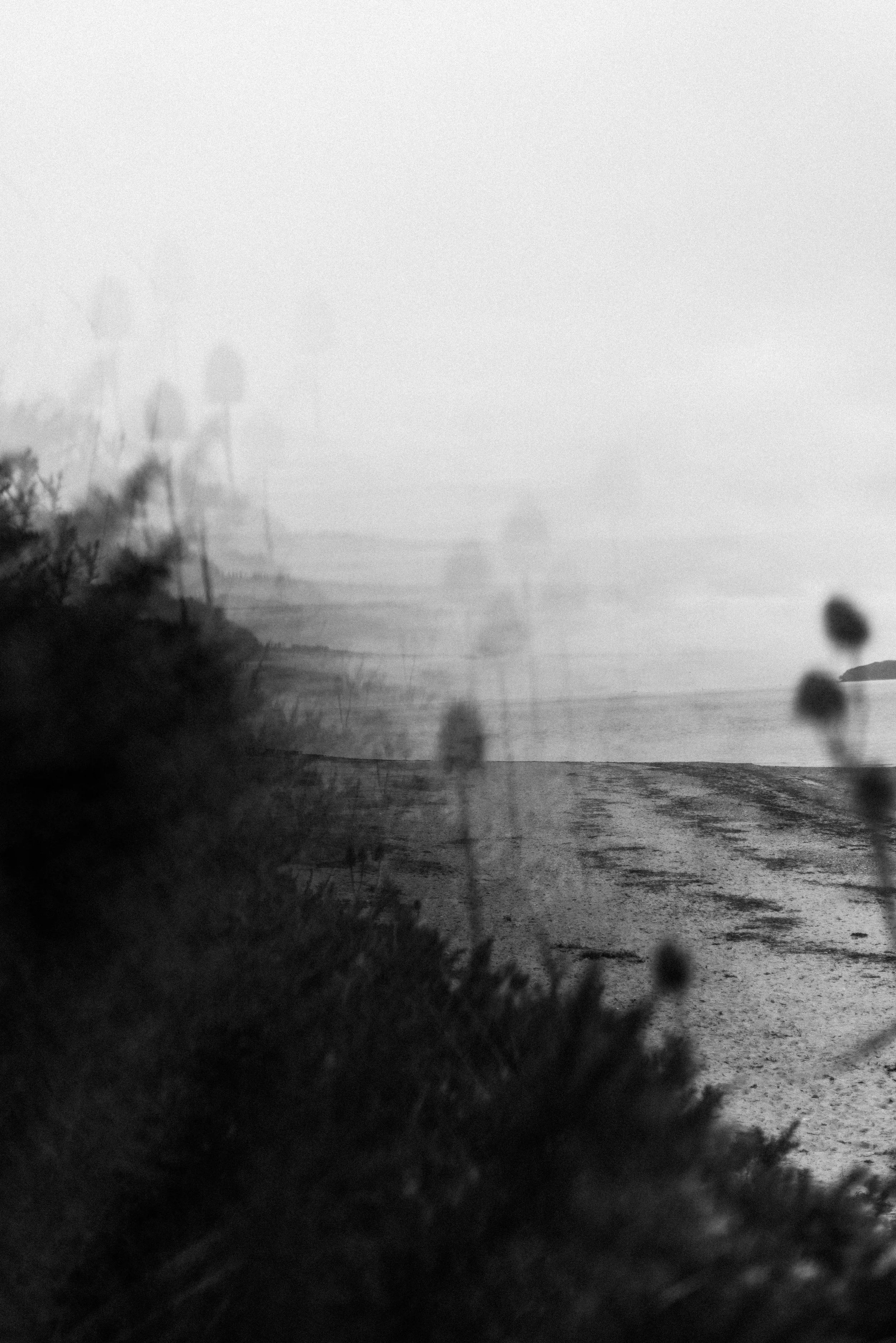 A black and white photo of a sandy beach with a calm ocean in the background, and trees with leaves and branches in the foreground.