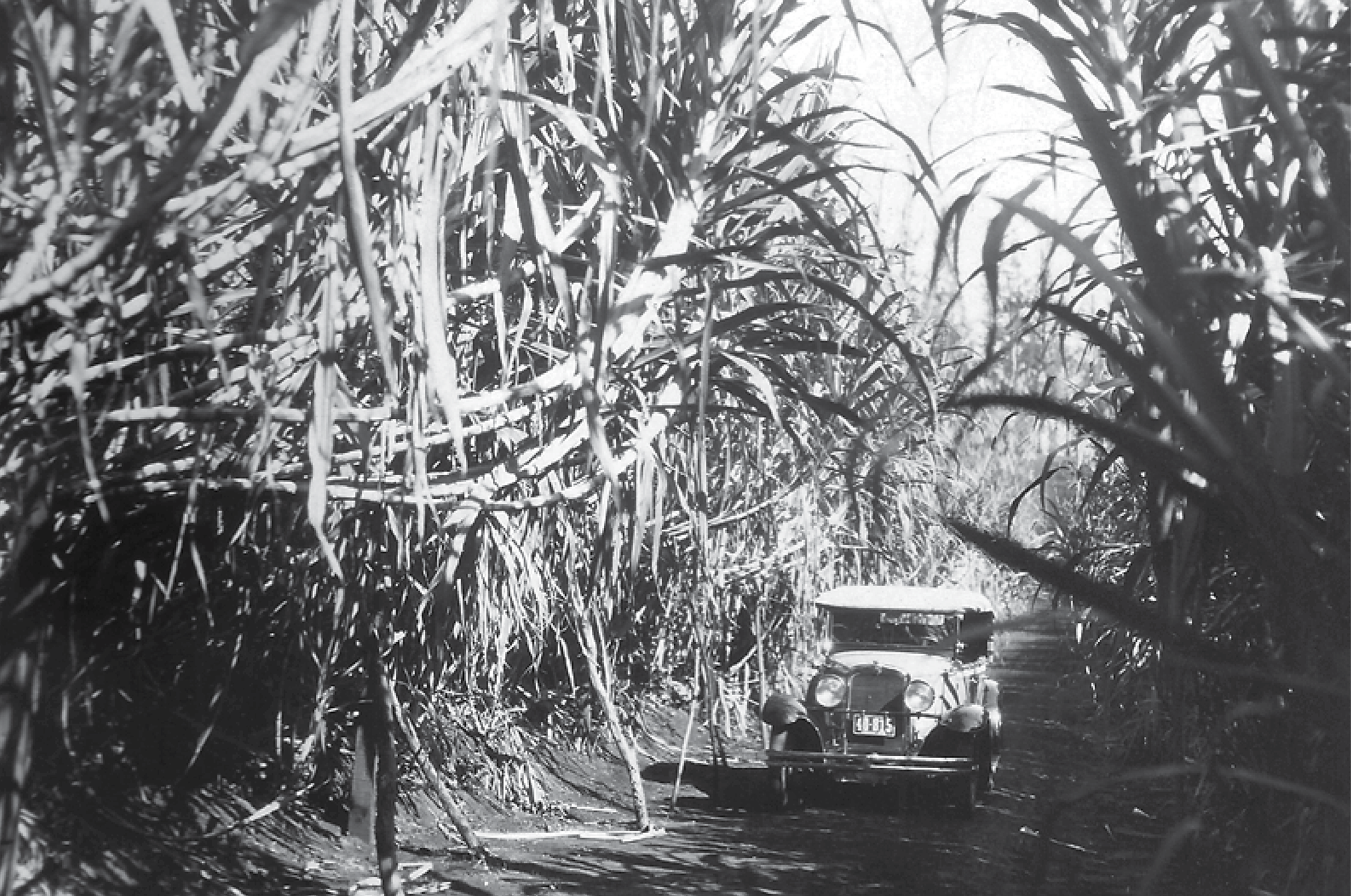 A vehicle, likely a jeep, traveling through a dense sugarcane field with tall, thick stalks on both sides of the dirt road.