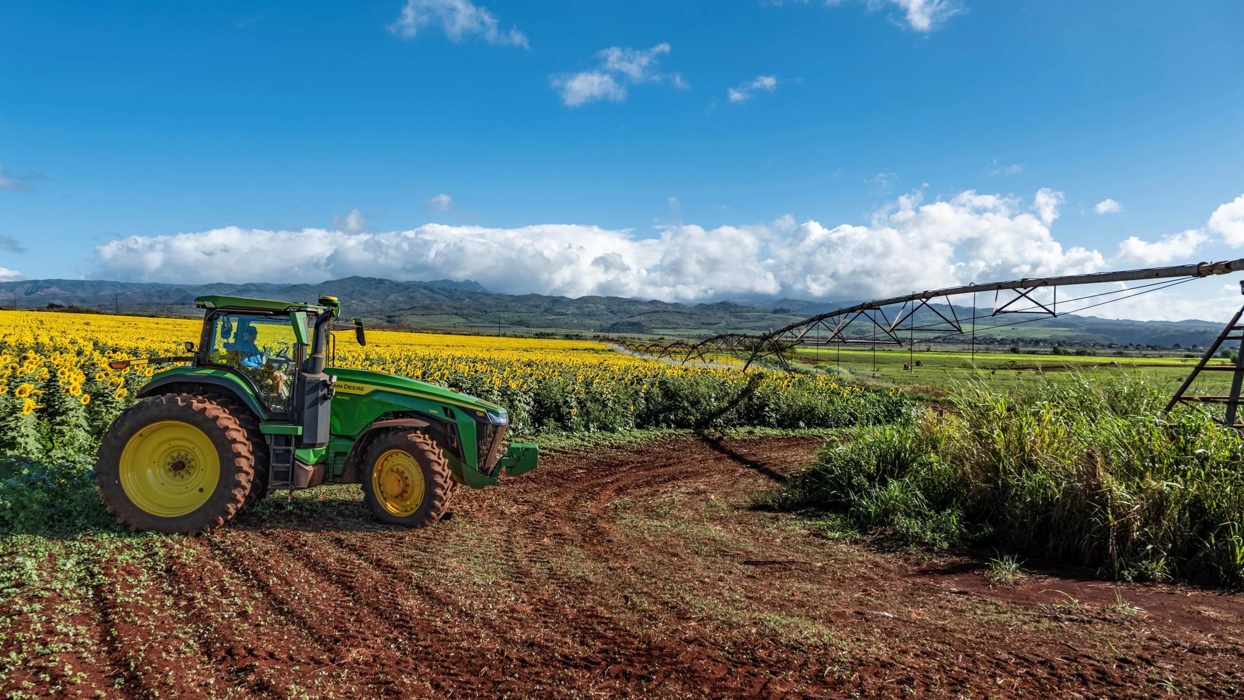 A green John Deere tractor working in a sunflower field on a sunny day with a blue sky and mountains in the background.