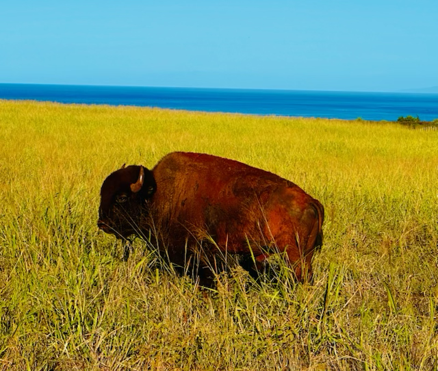 A buffalo grazing in a grassy field near the ocean under a clear blue sky.