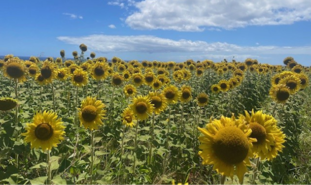 A vast field of blooming sunflowers under a partly cloudy sky.