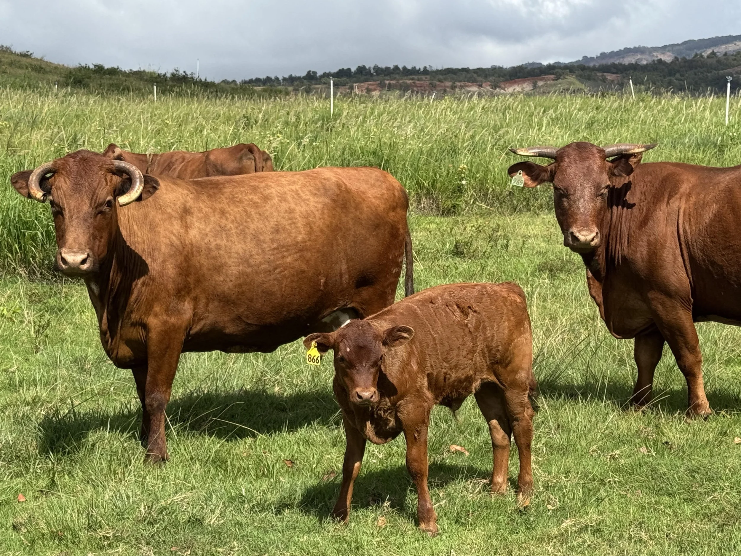 Brown cows grazing on a grassy field with a hill in the background under cloudy sky.