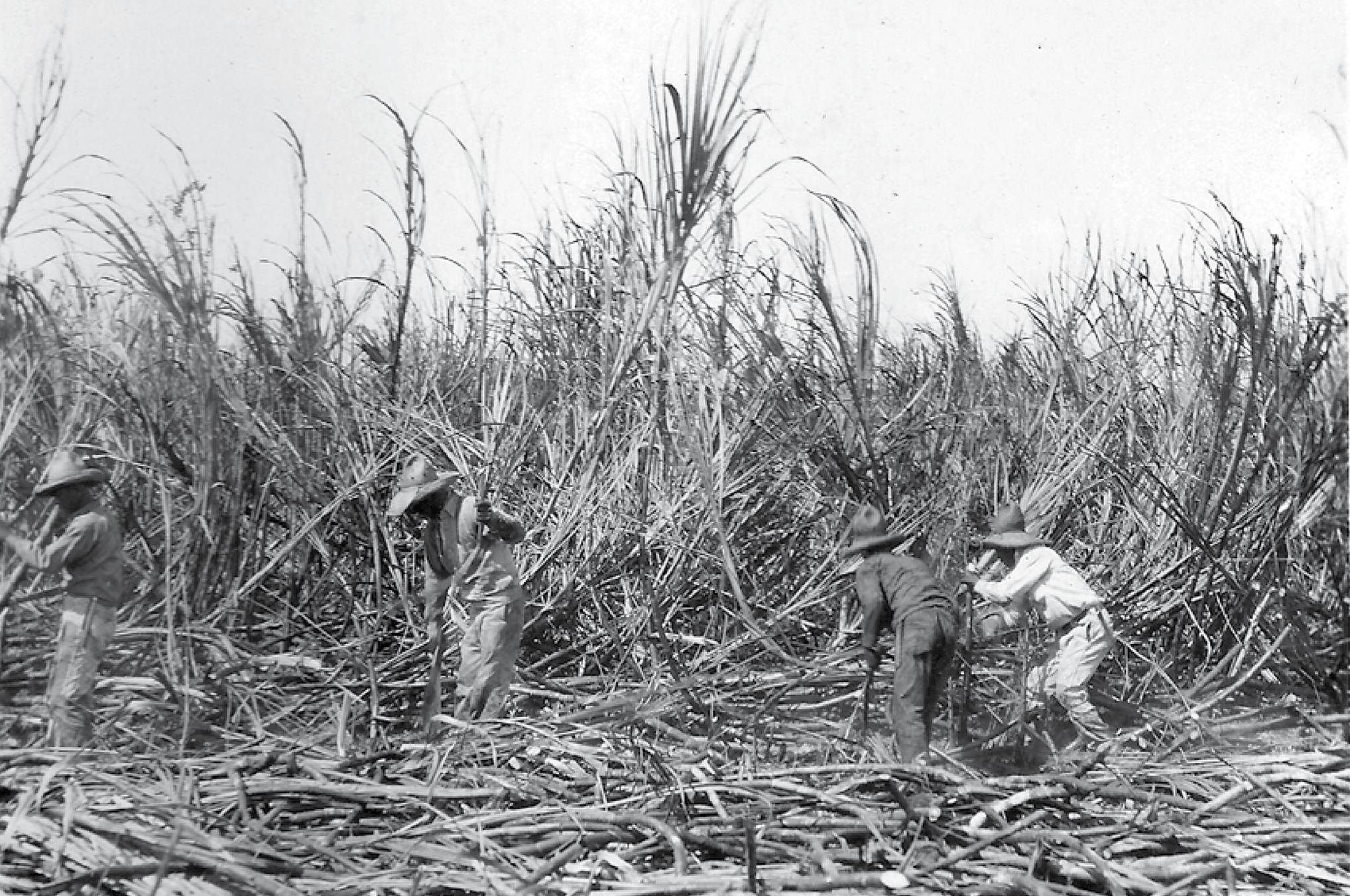 Black and white photograph of farmers harvesting sugarcane in a field, wearing hats and working among tall sugarcane plants.