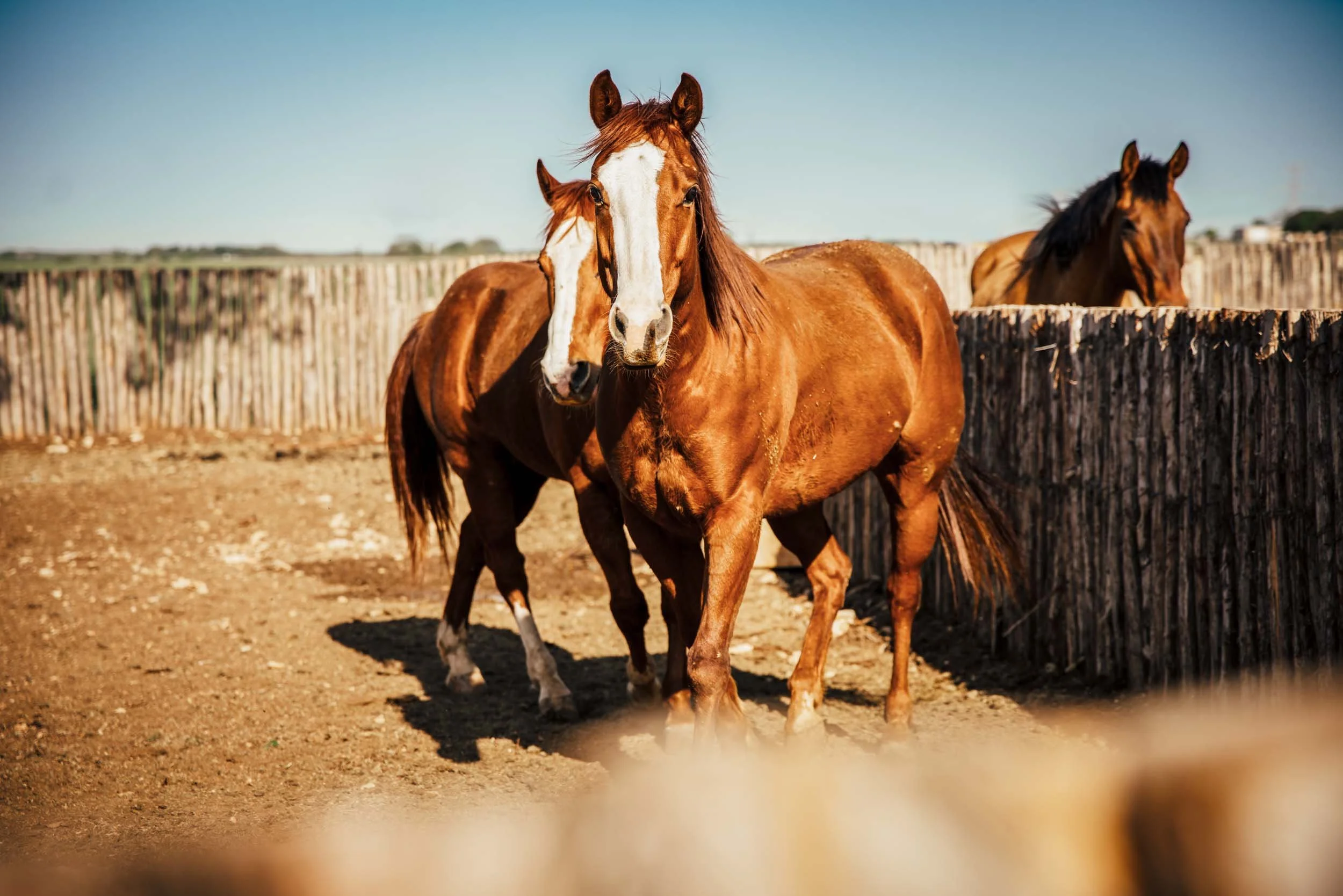 Chestnut-Horses-in-Corral.jpg