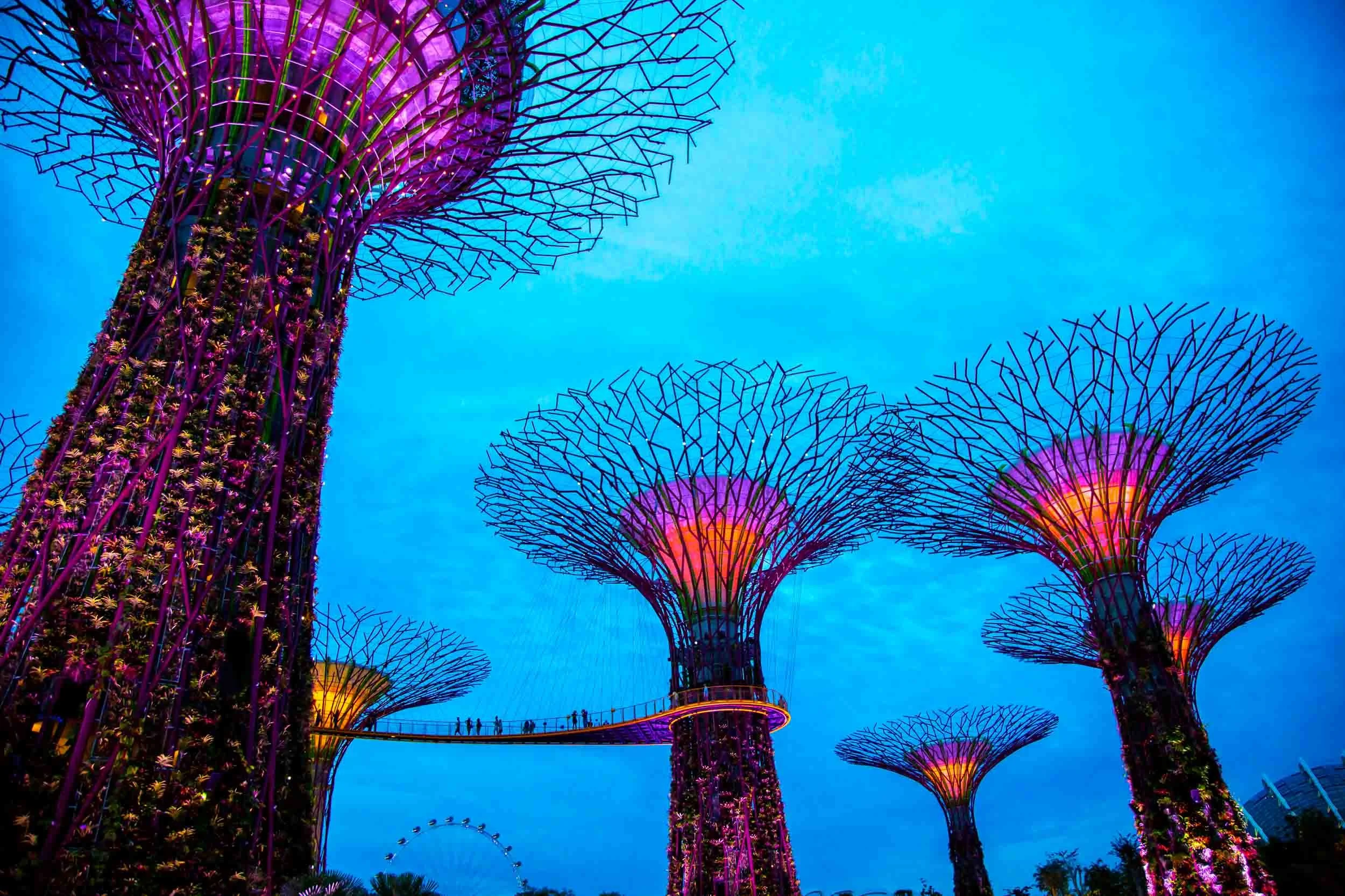 Supertrees-at-night-in-Gardens-by-the-Bay-Singapore.jpg