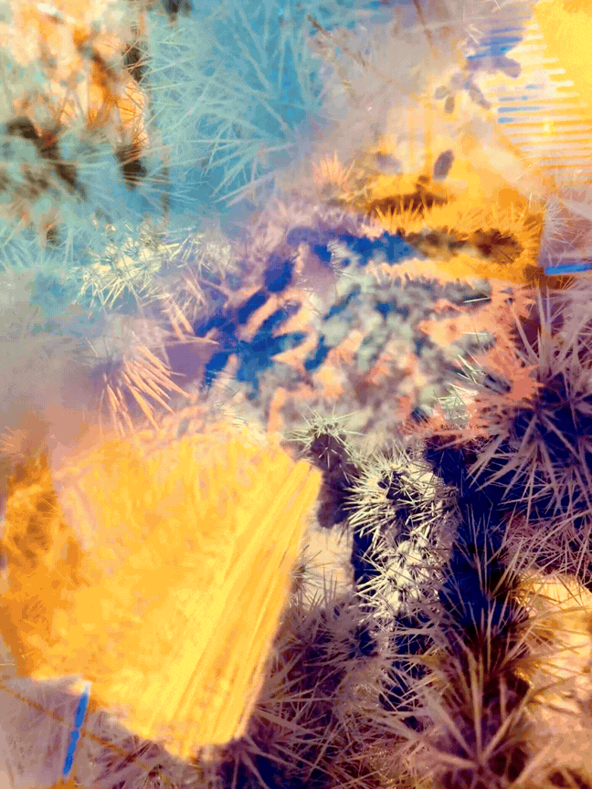 Cactus-Prism-Video.gif