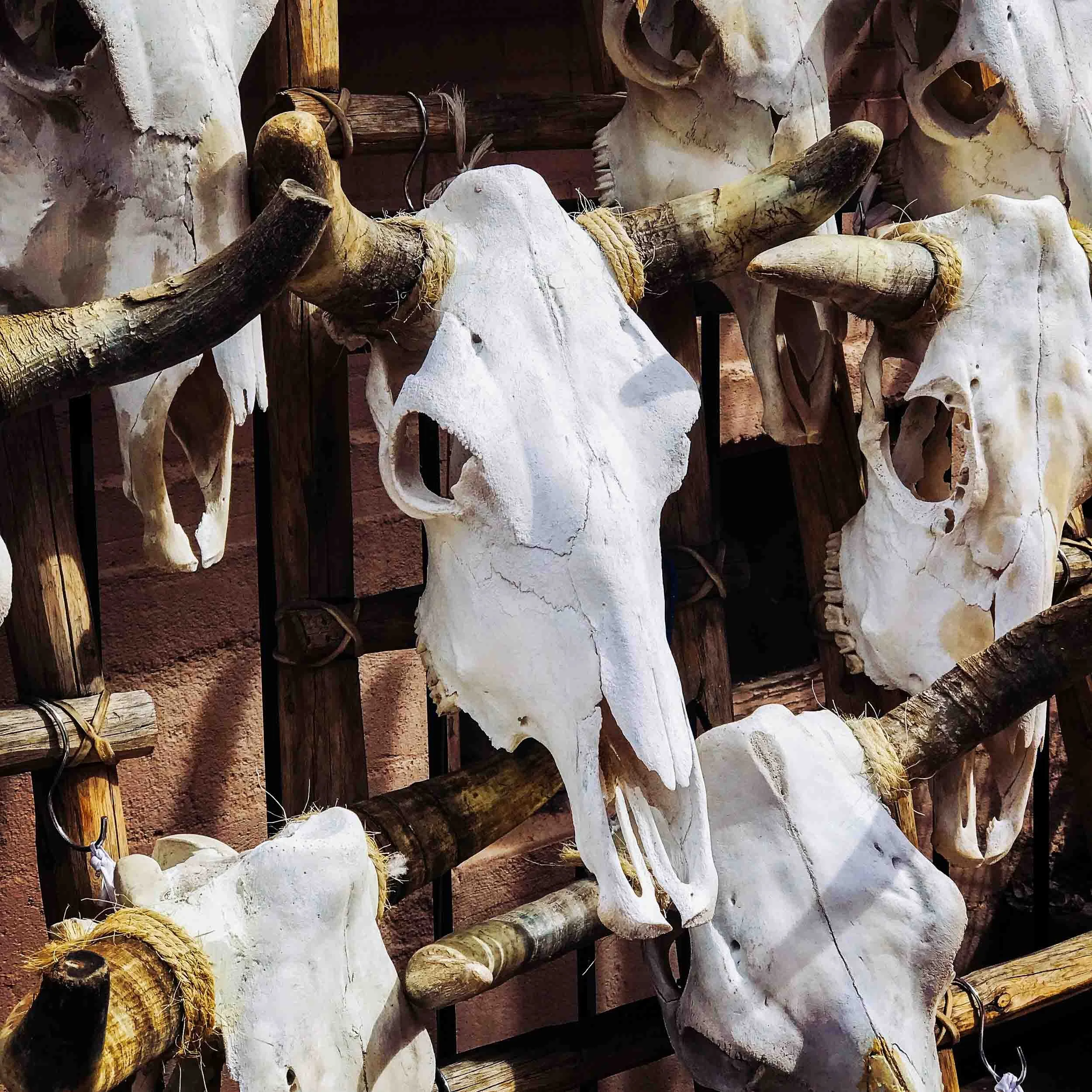 Cow-Skulls-Display-in-Santa-Fe.jpg