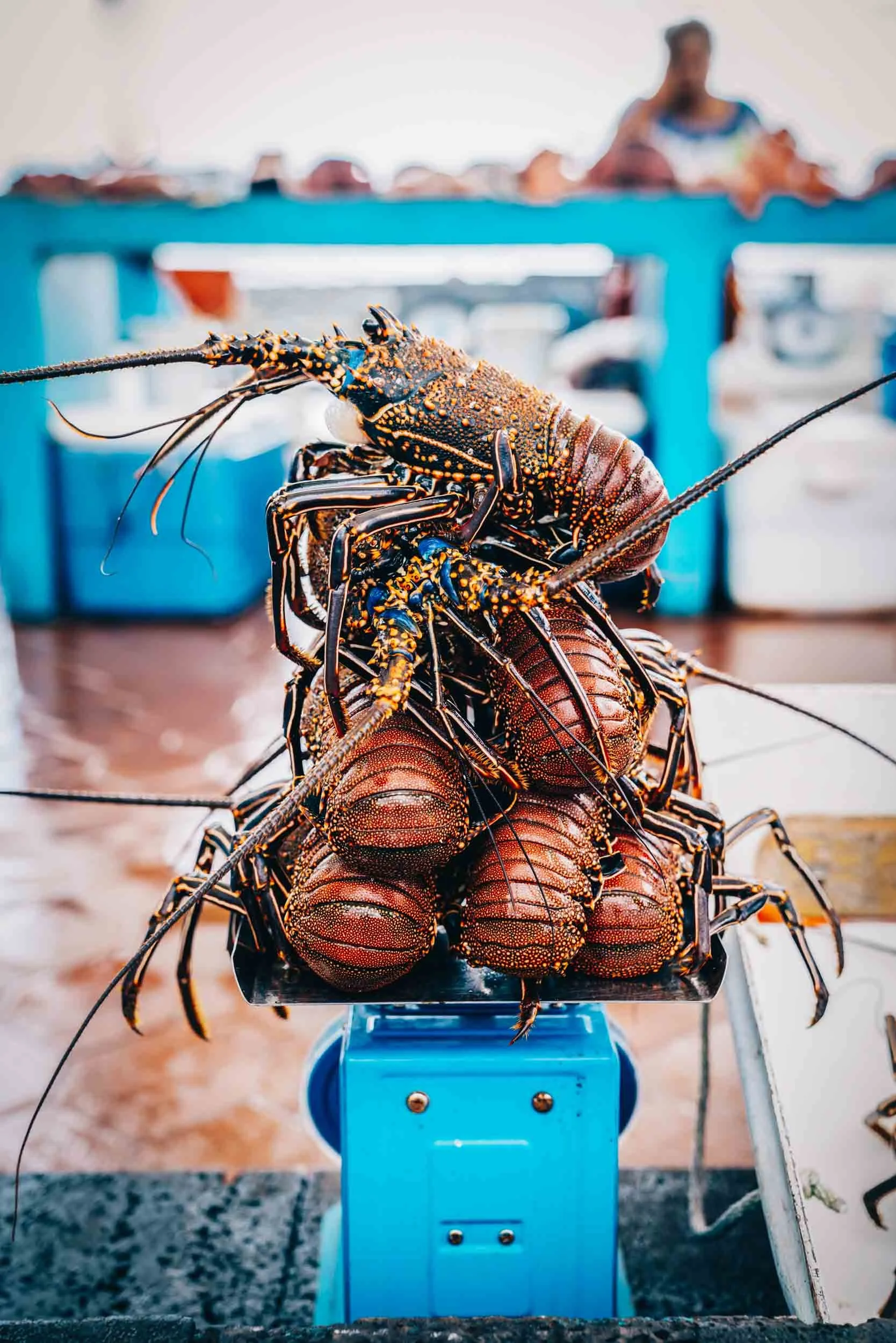 Galapagos-Lobster-Market-Scene-Ecuador.jpg